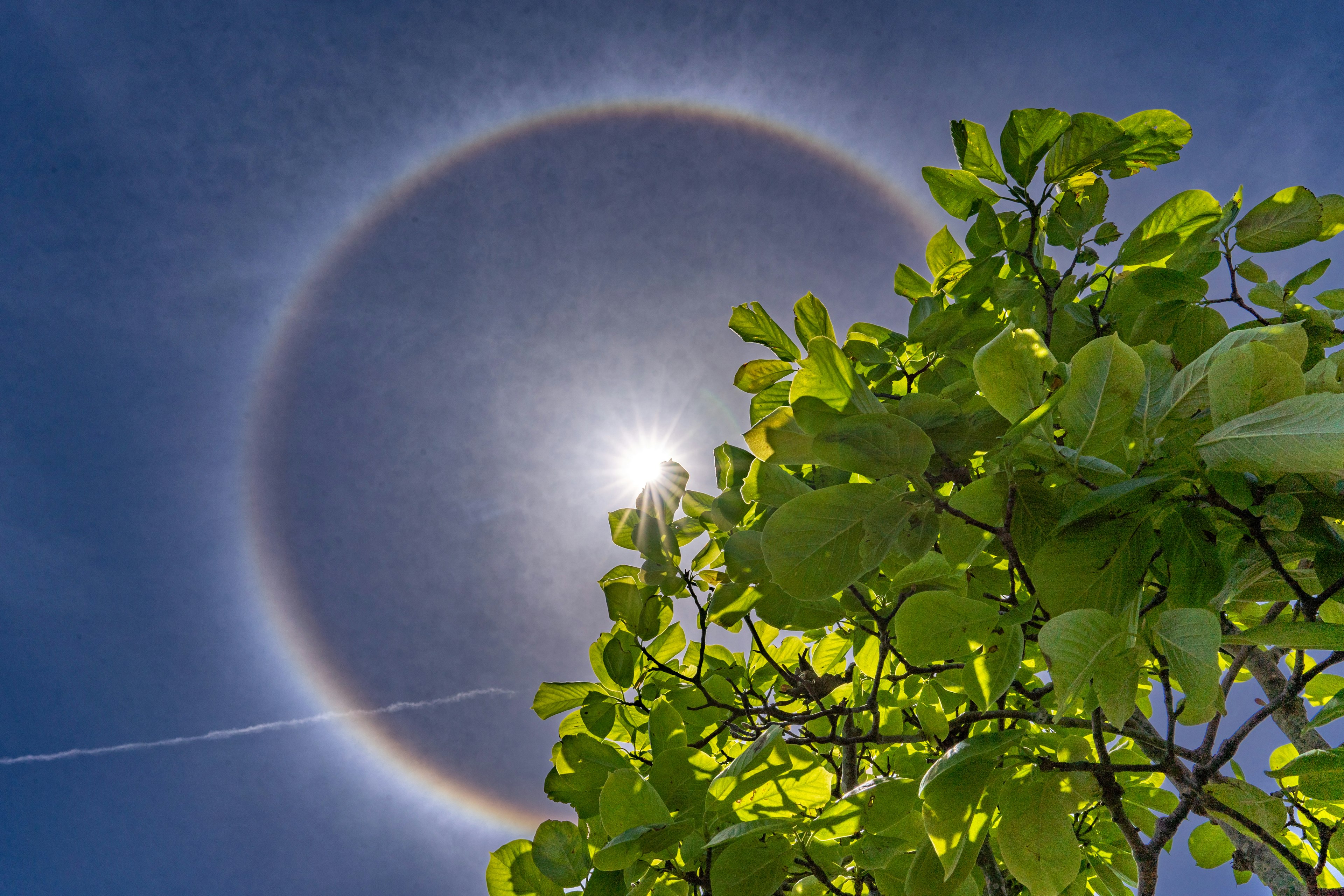 太陽の周りに虹色の光のリングと緑の葉を持つ木