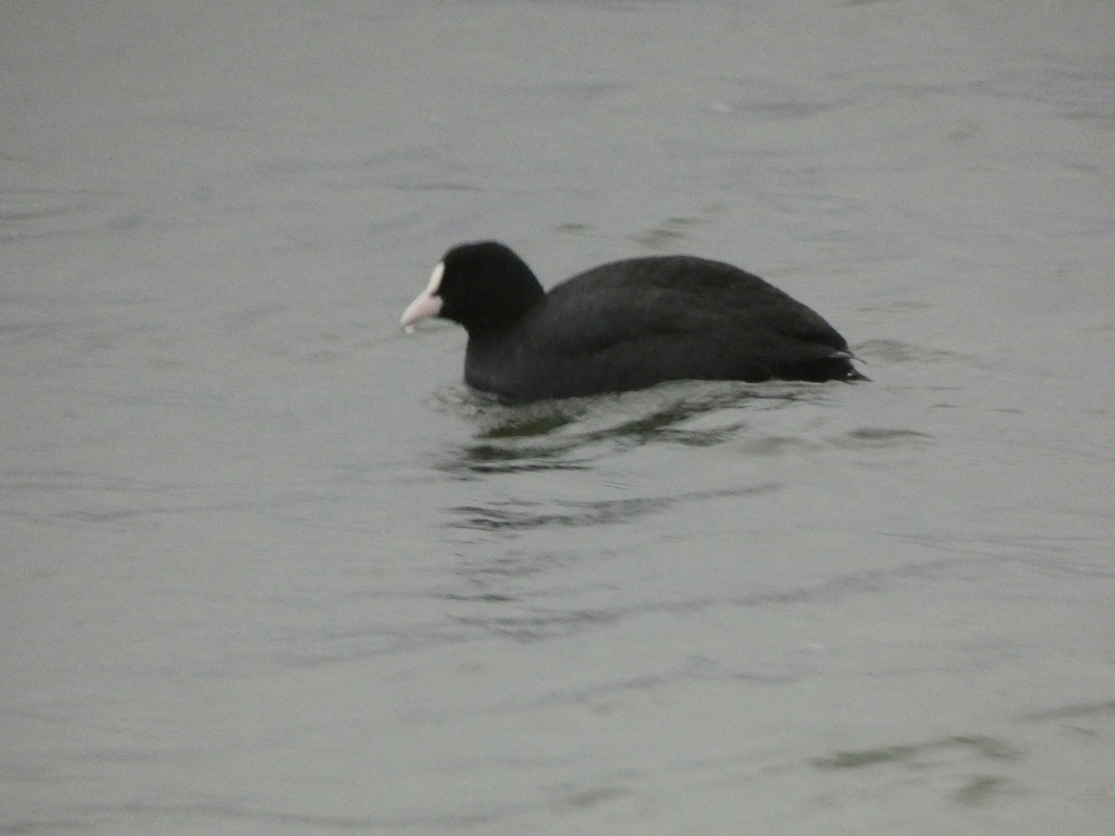 A black coot swimming on the water surface