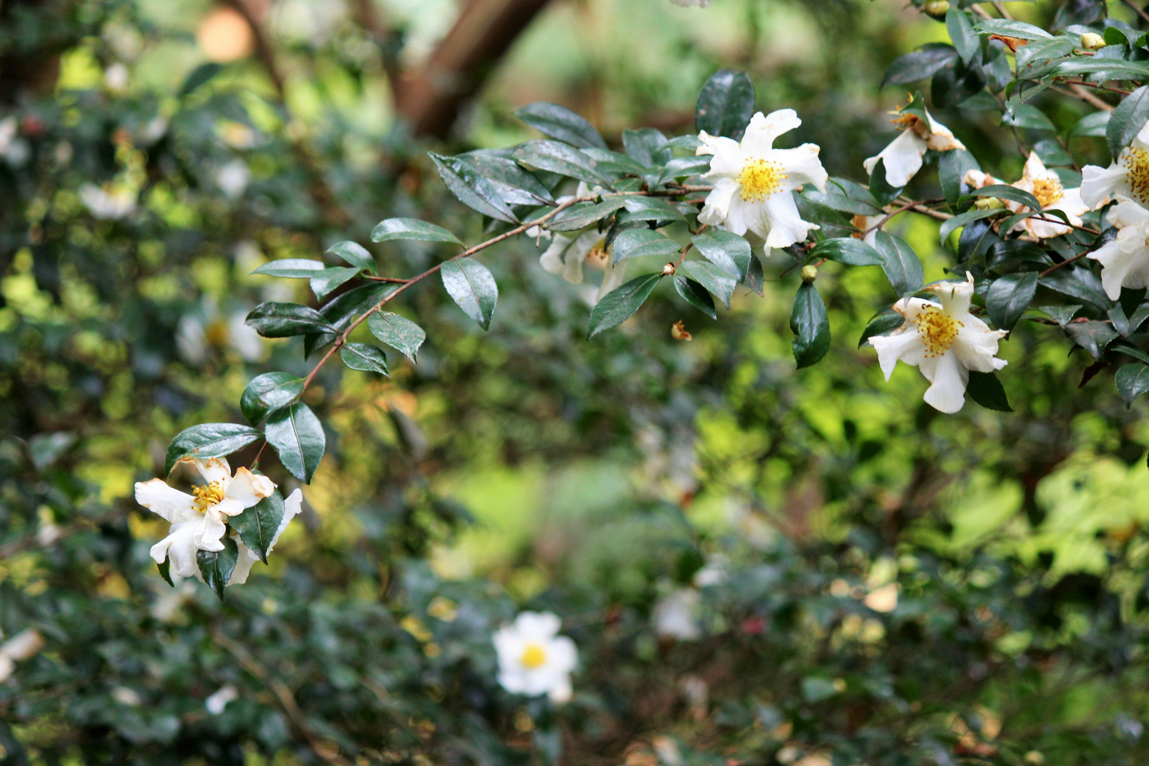 Close-up of a branch with white flowers and green leaves