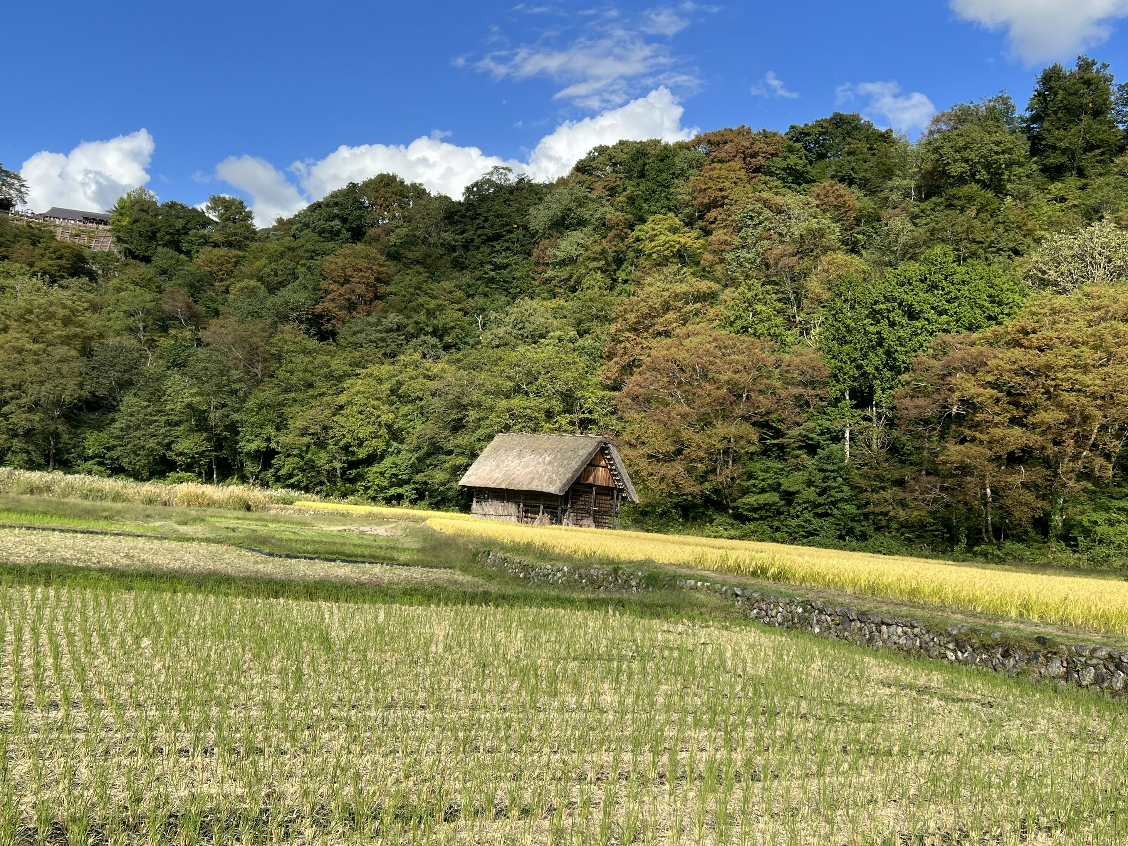 美しい田んぼと森に囲まれた古い小屋