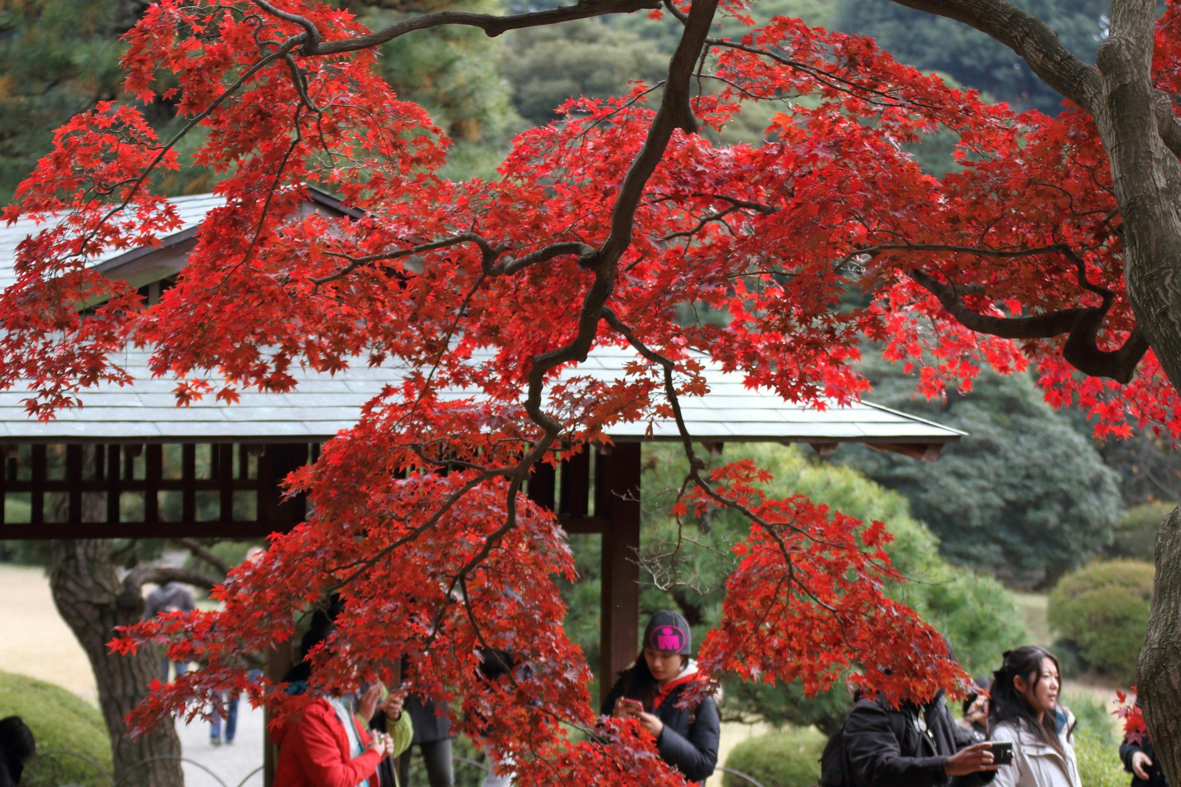 Tourists under a vibrant red maple tree near a traditional Japanese building