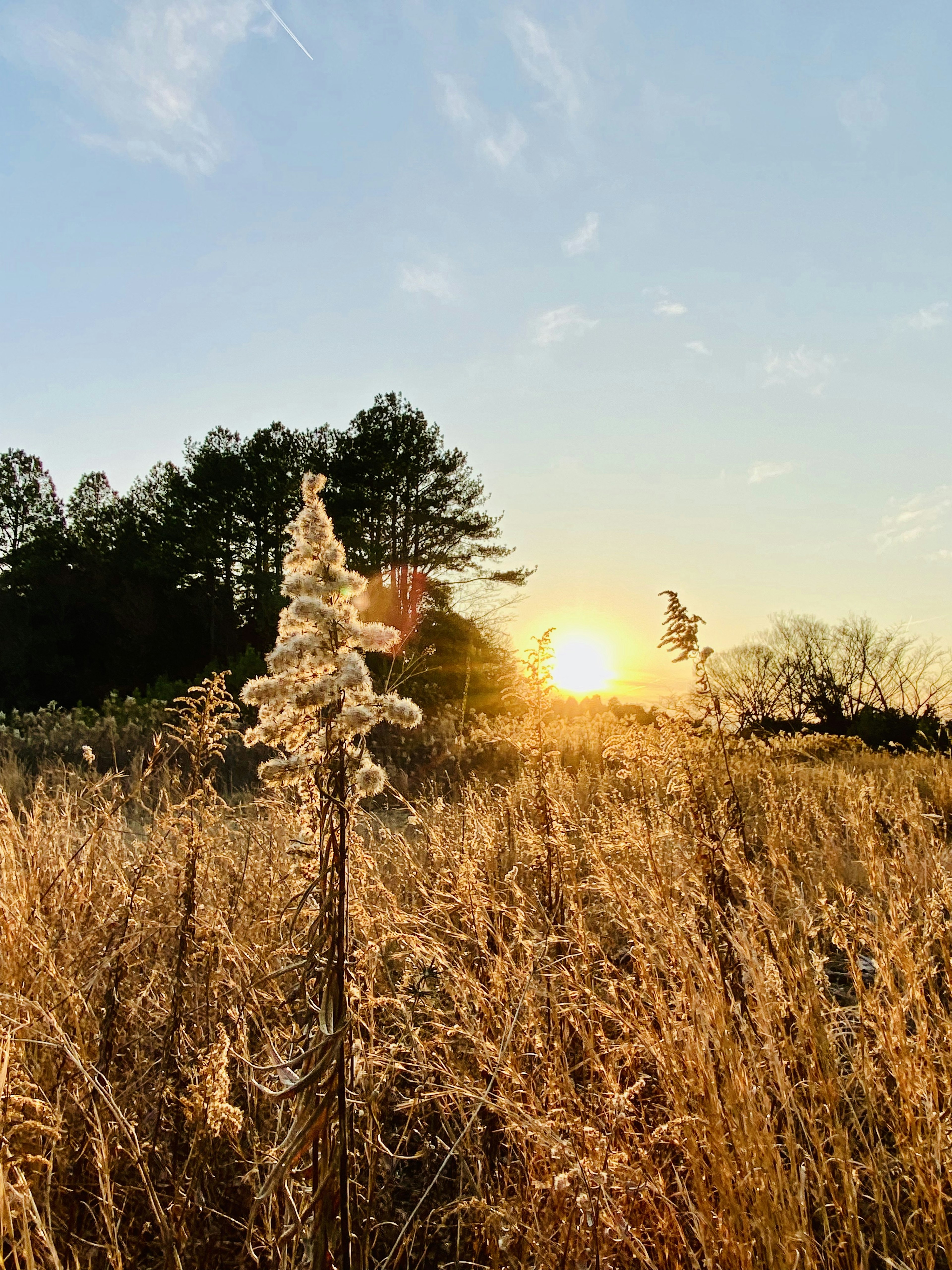 Sunlit grassland landscape with silhouetted trees