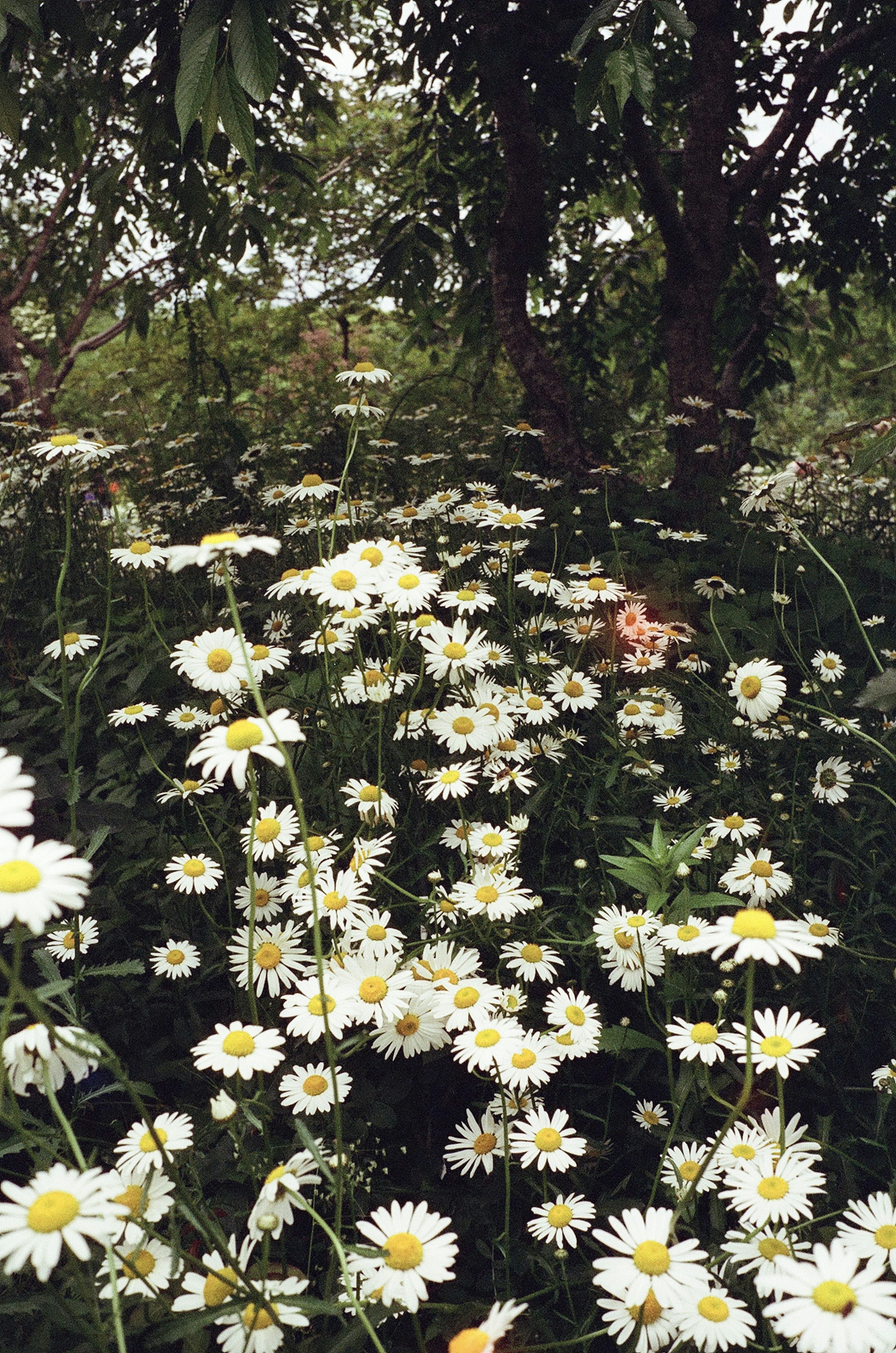 Un champ de marguerites blanches entouré de verdure luxuriante