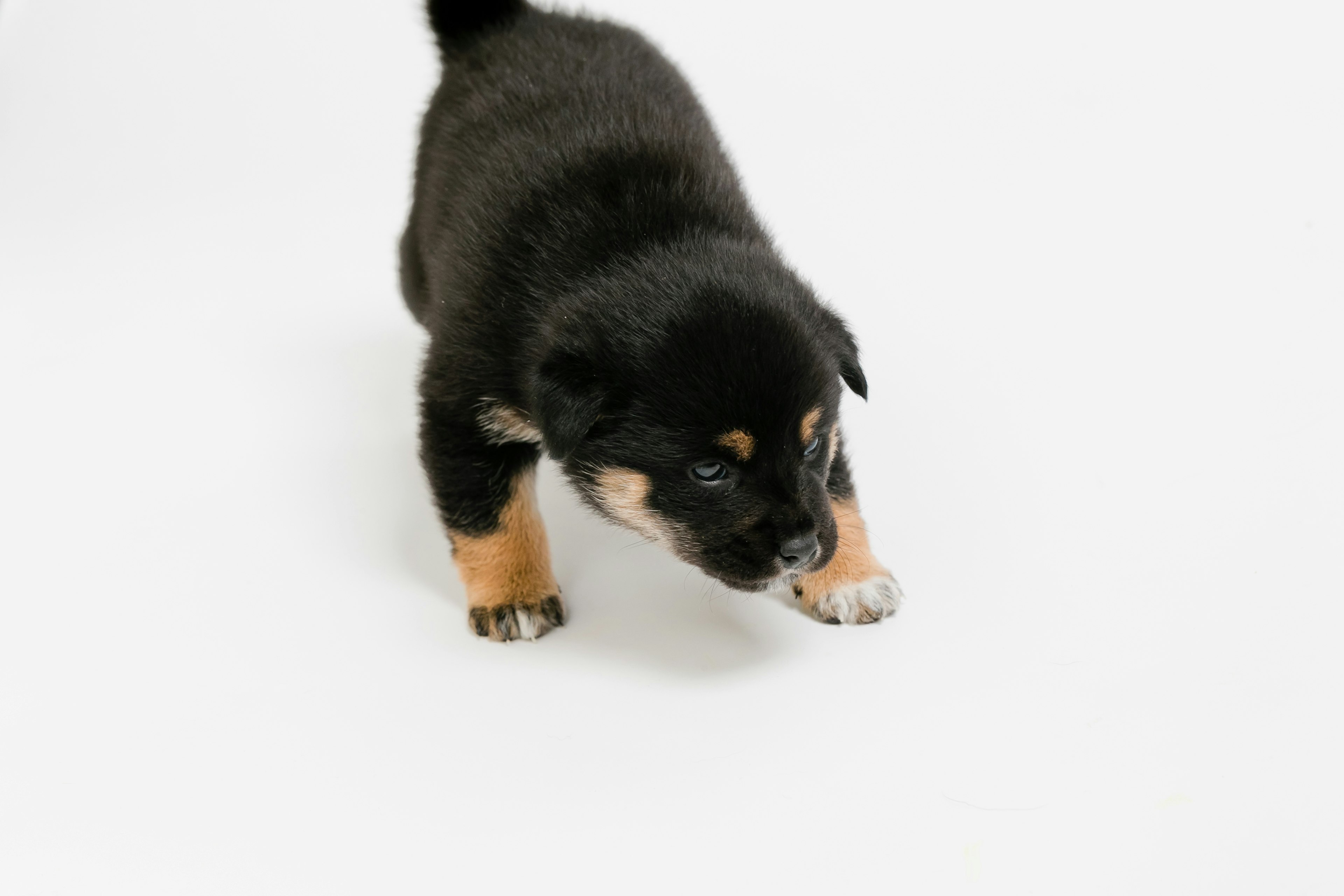 Black and brown puppy walking on a white background