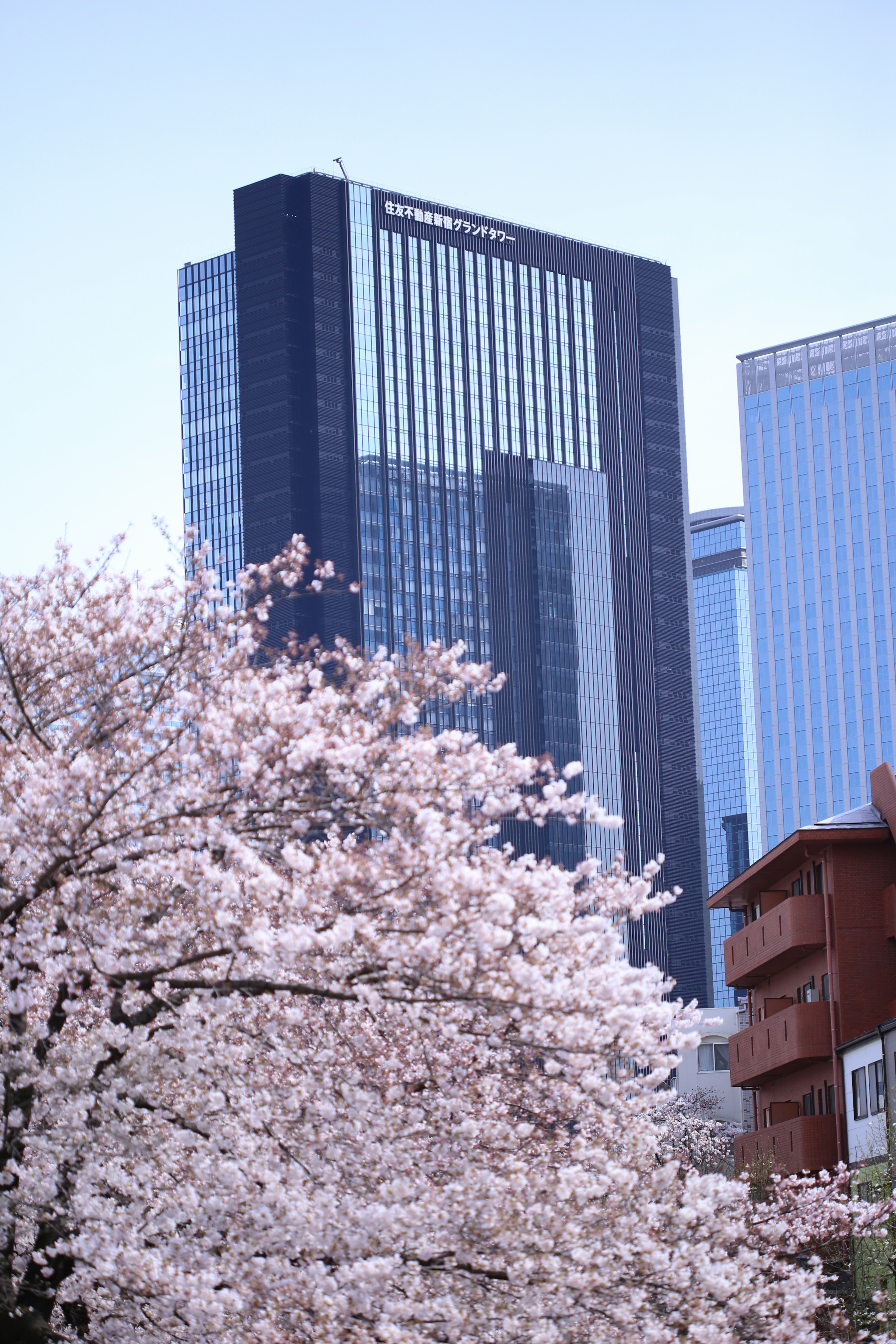 Kirschblüten vor modernen Gebäuden in Tokio