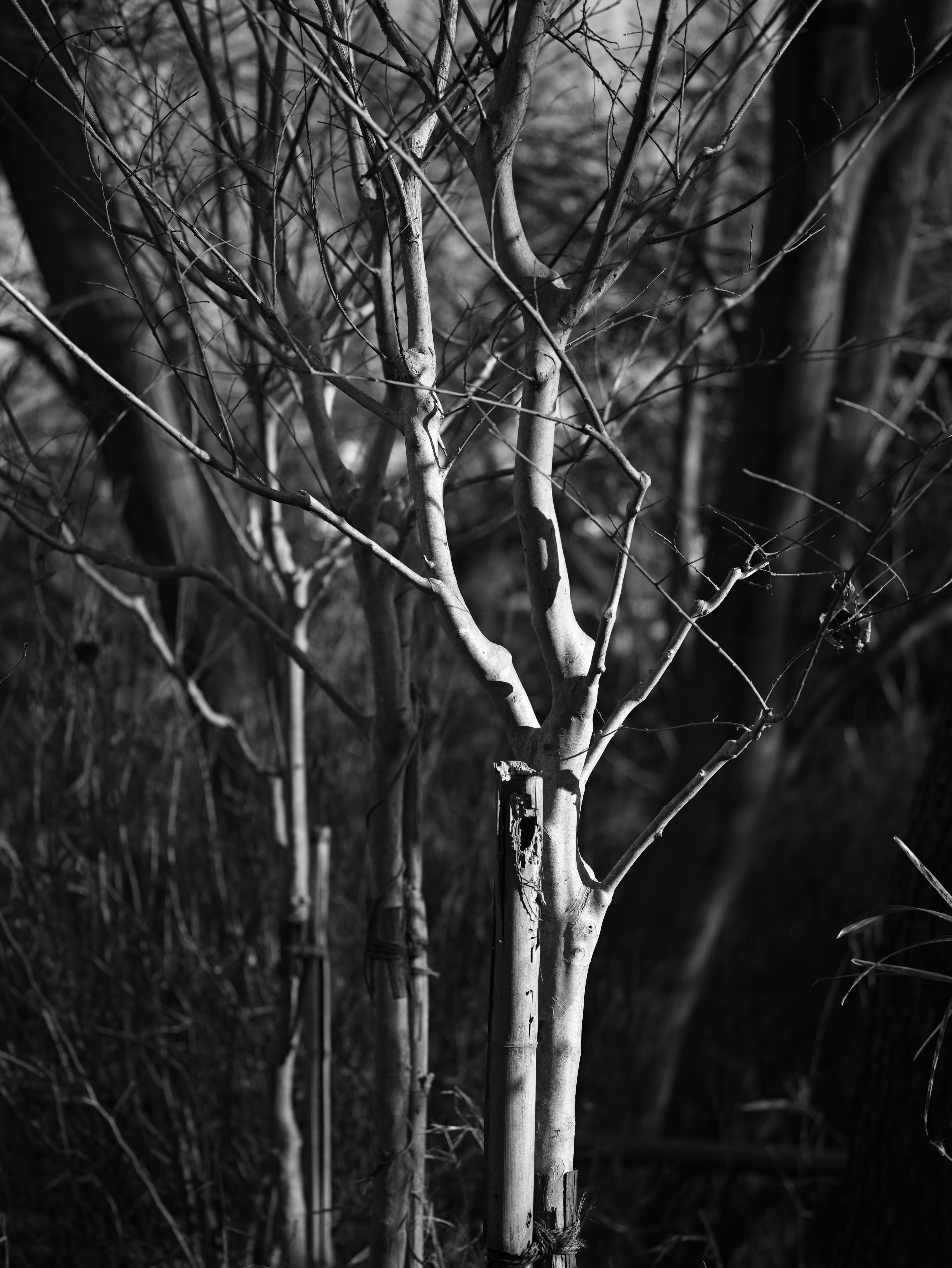 Tronc d'arbre fin et branches dans une forêt en noir et blanc