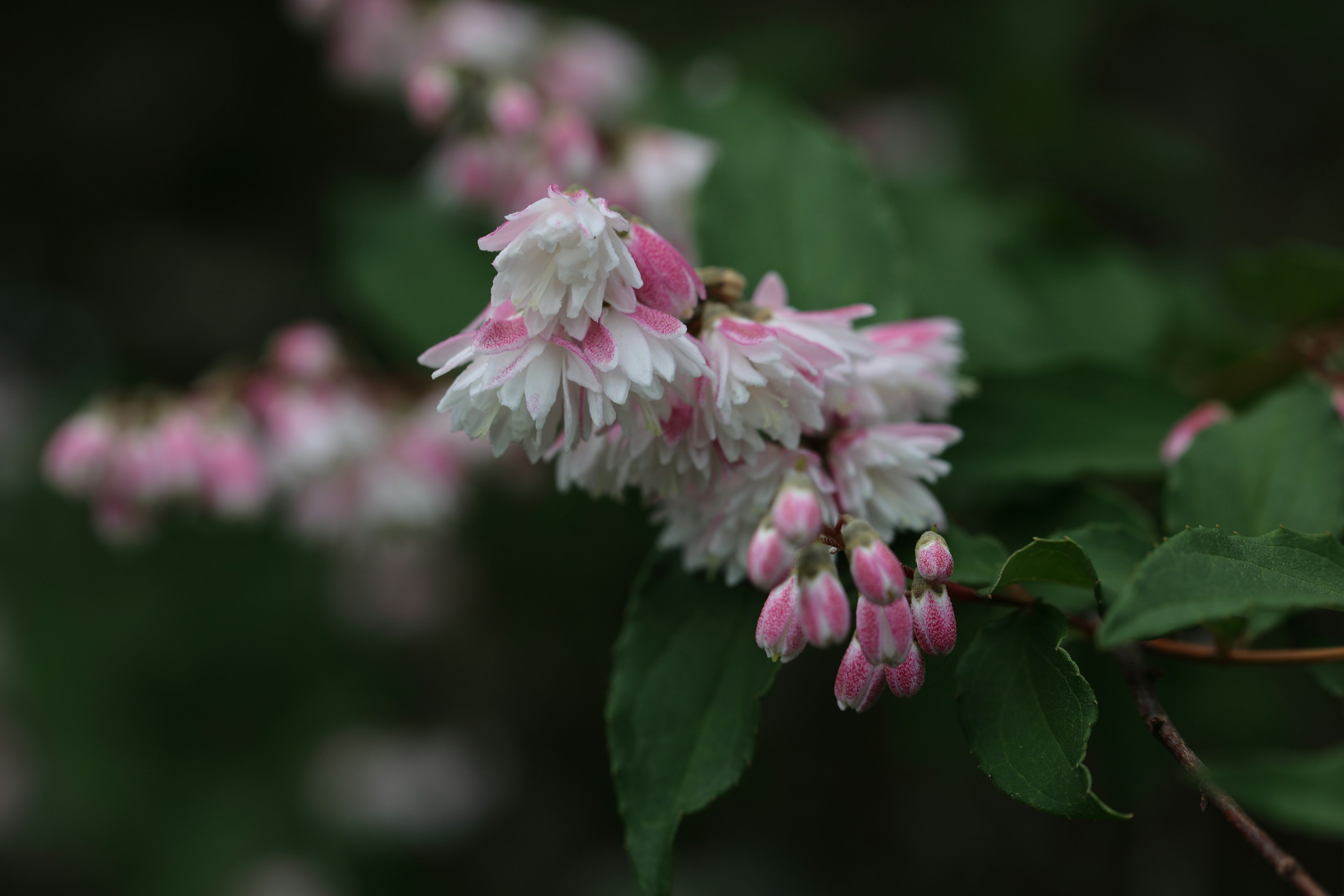 淡いピンクと白の花が咲いている植物のクローズアップ