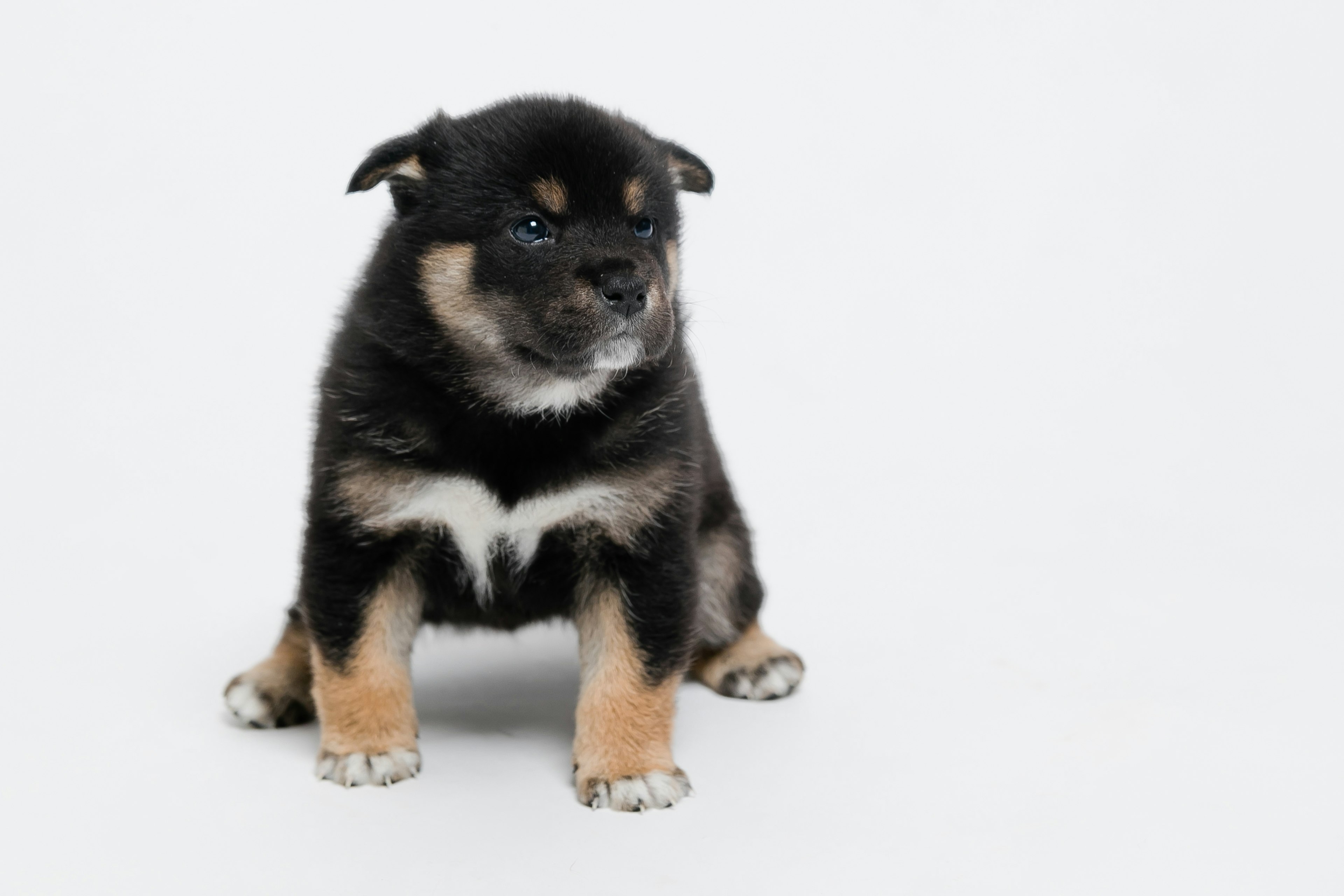 黒と茶色の柴犬の子犬が座っている