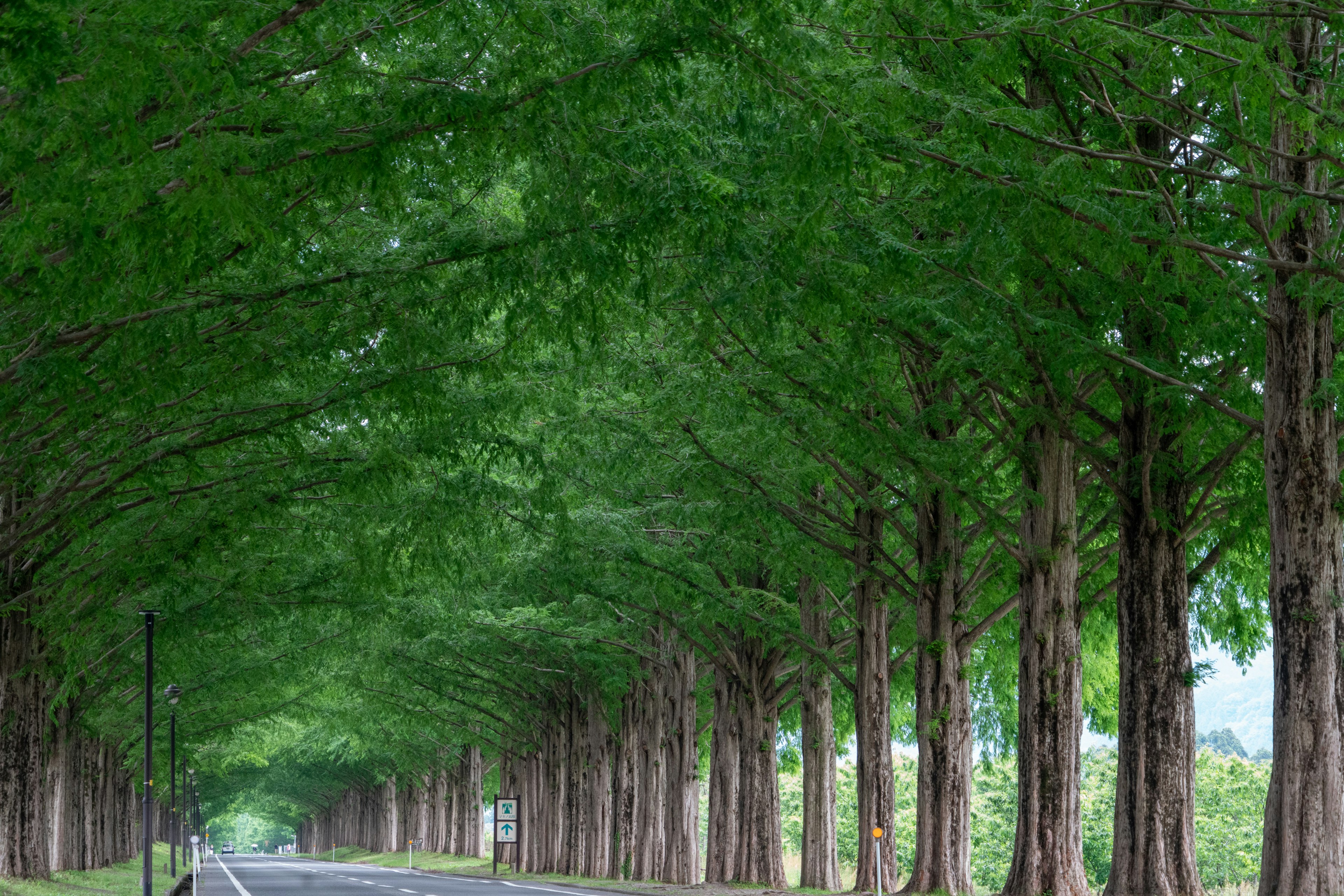 Quiet road lined with lush green trees