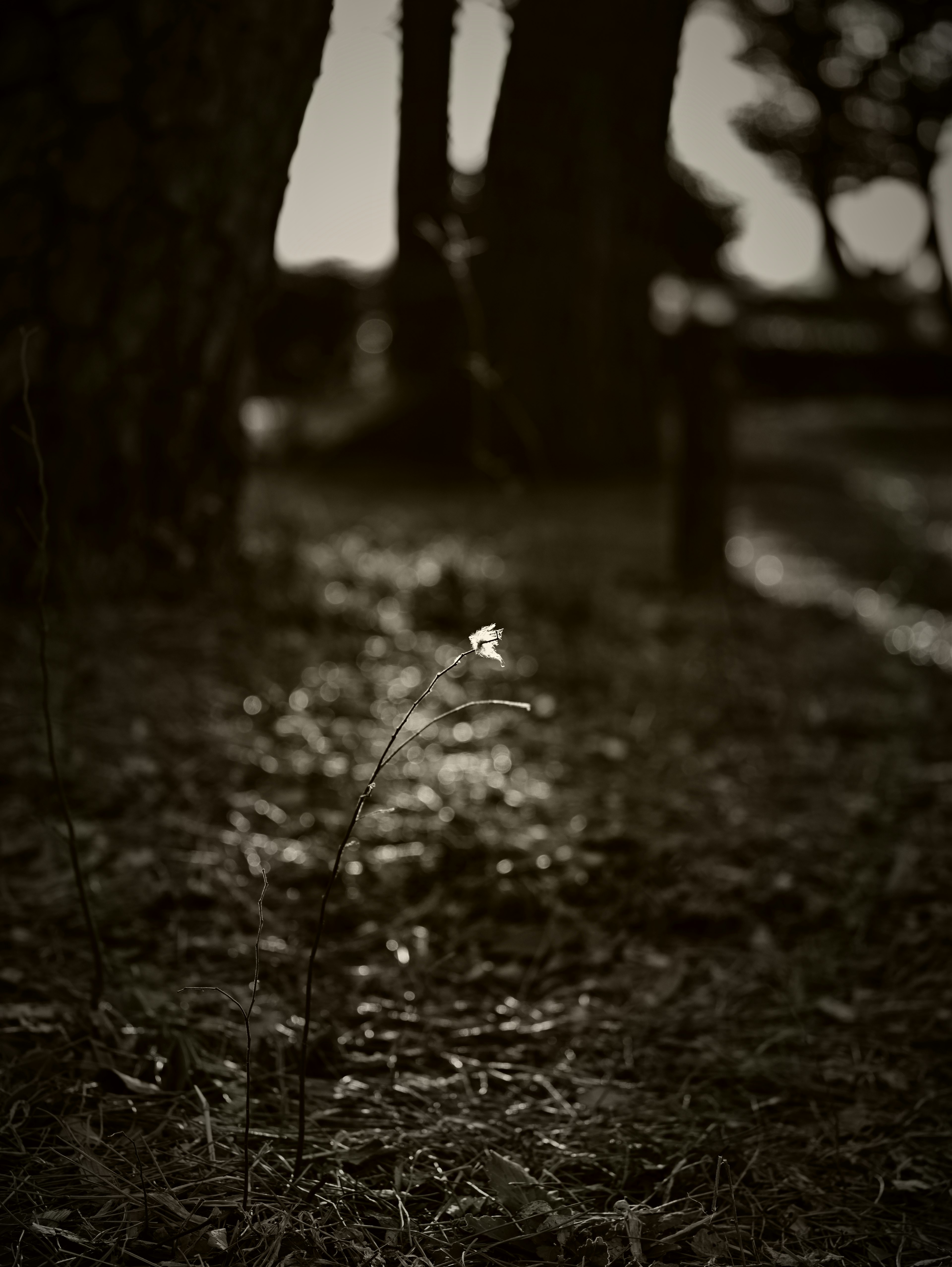 A small flower illuminated by soft light among trees