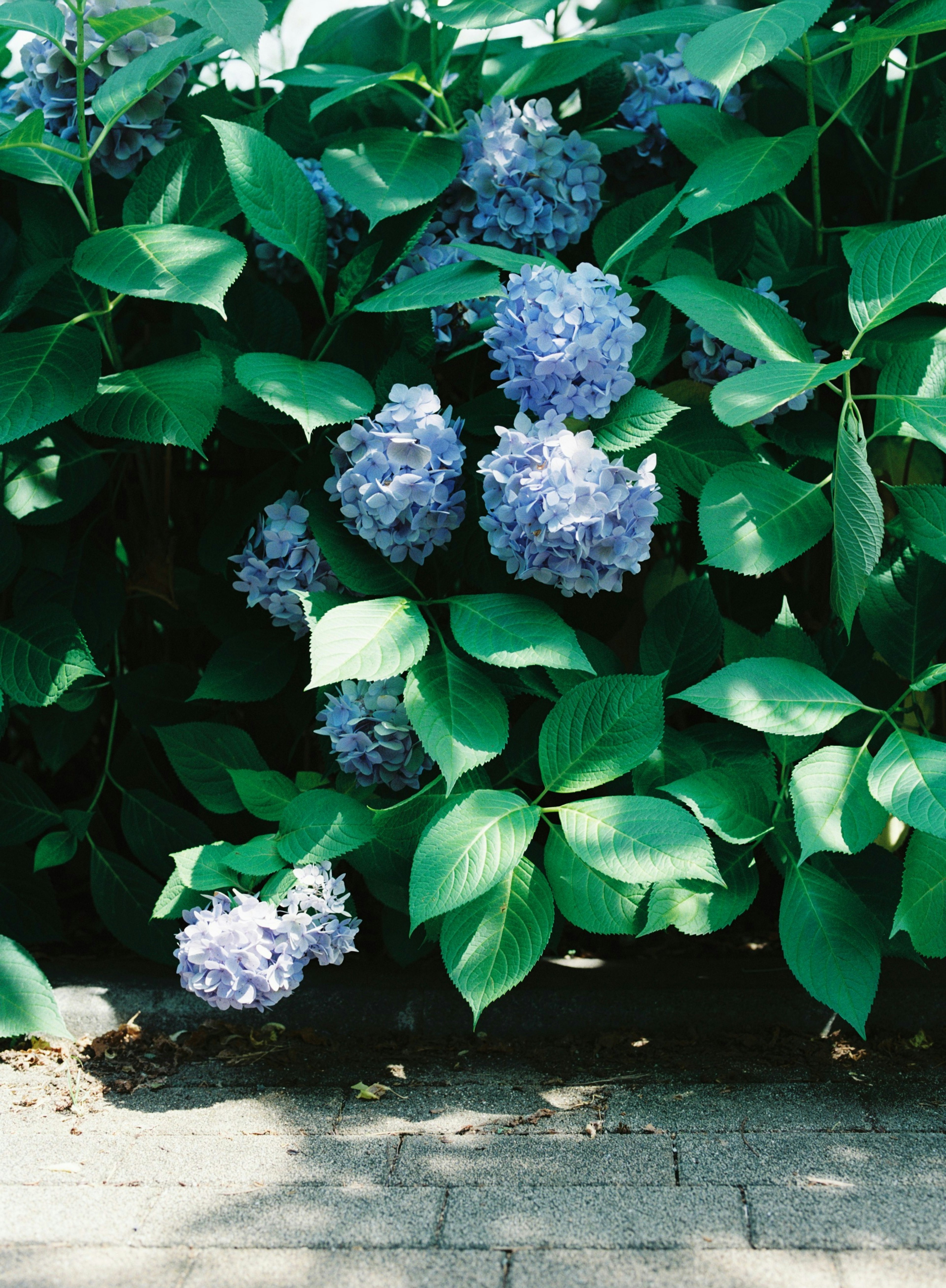 Hydrangea flowers in shades of blue surrounded by lush green leaves