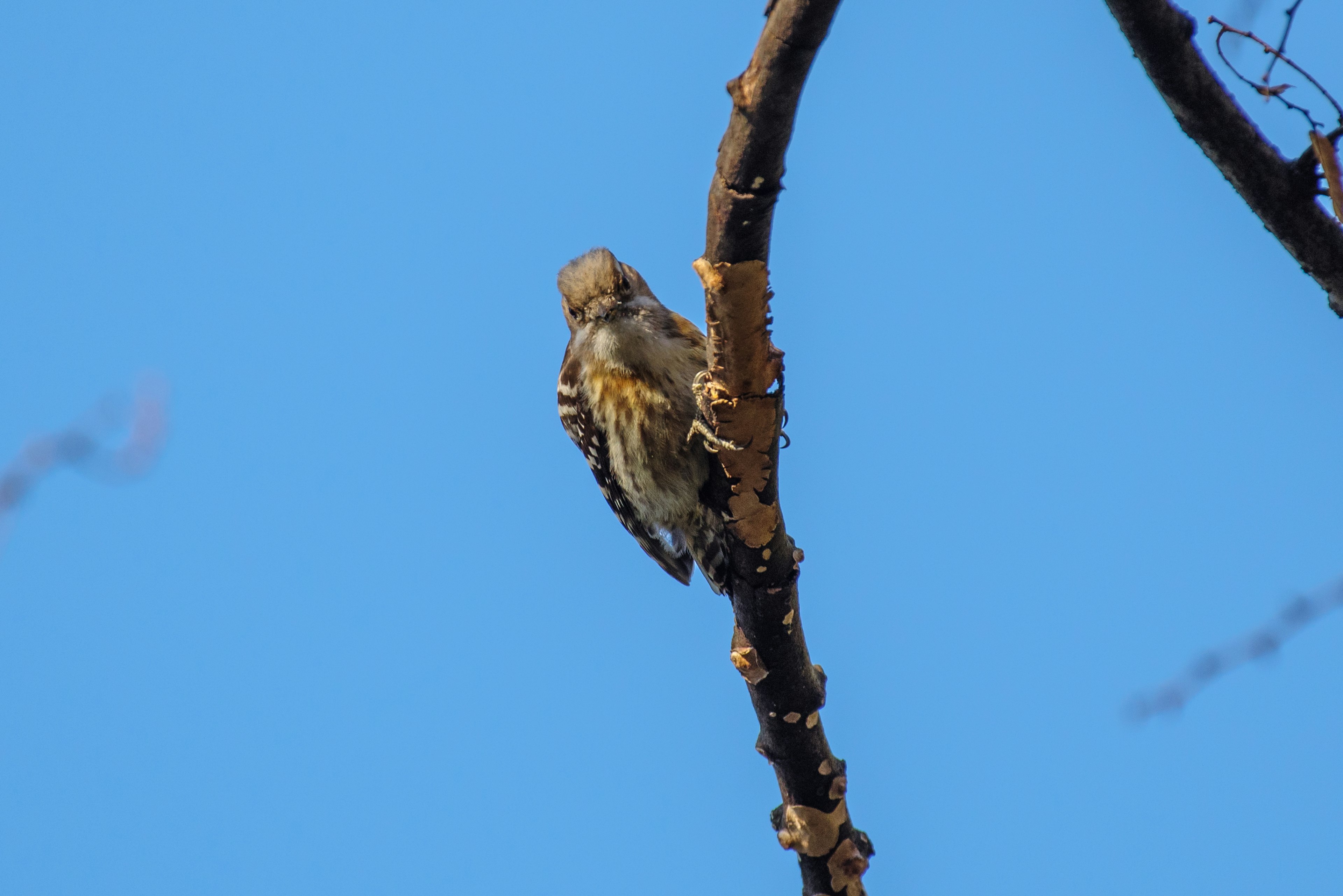 Bird perched on a branch against a blue sky