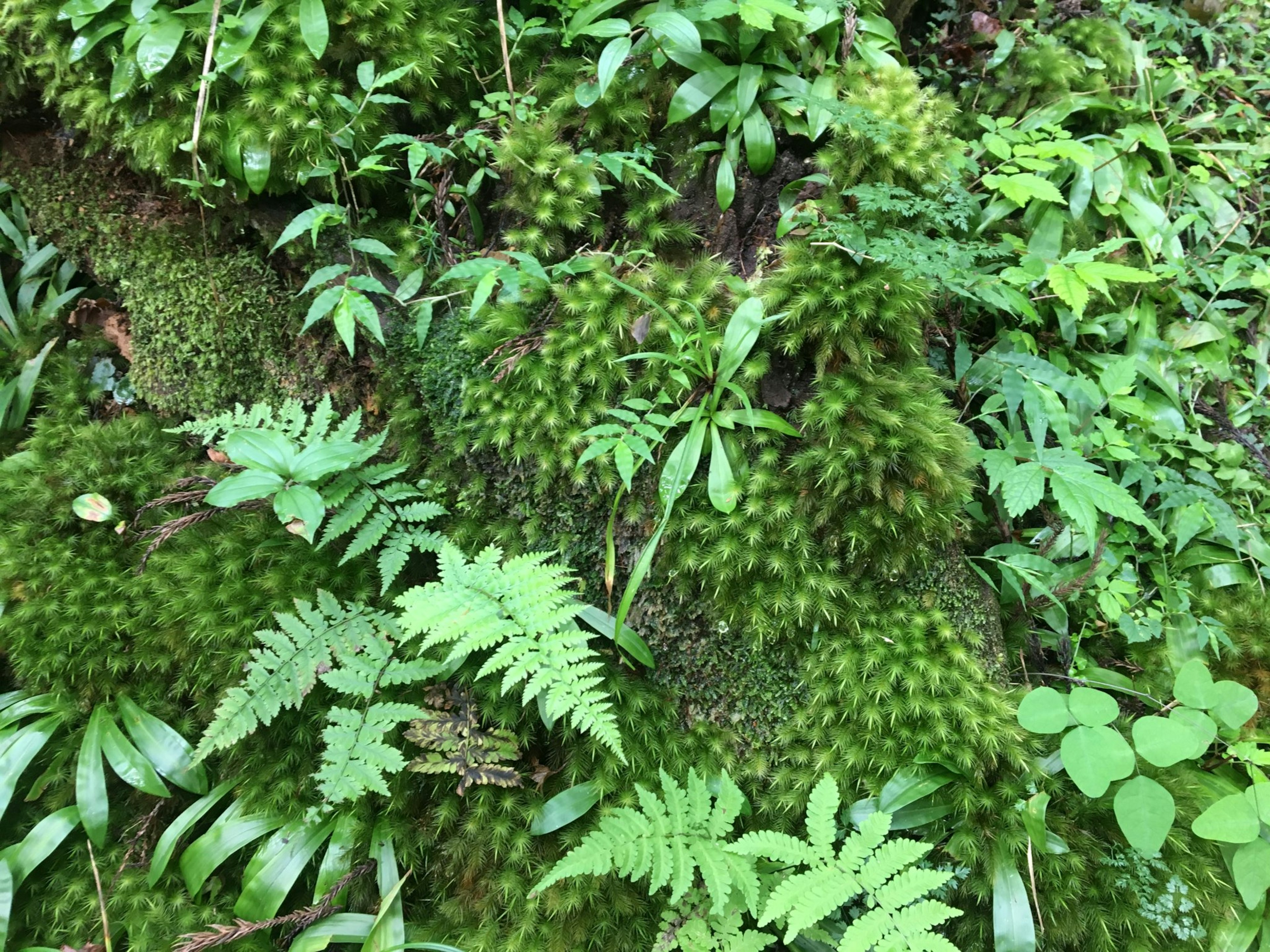 Lumut hijau subur dan pakis menutupi lantai hutan