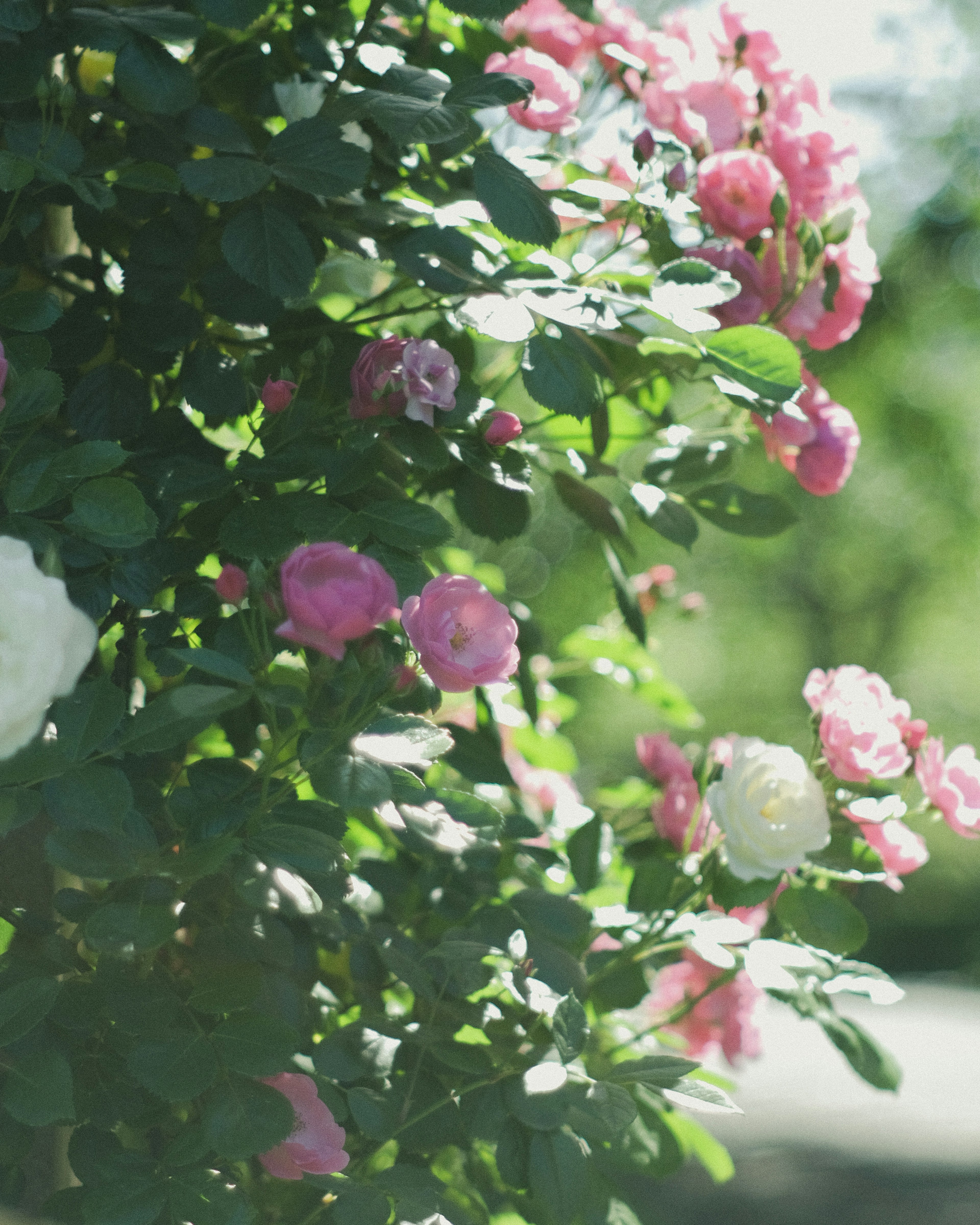 Colorful roses blooming against a lush green background