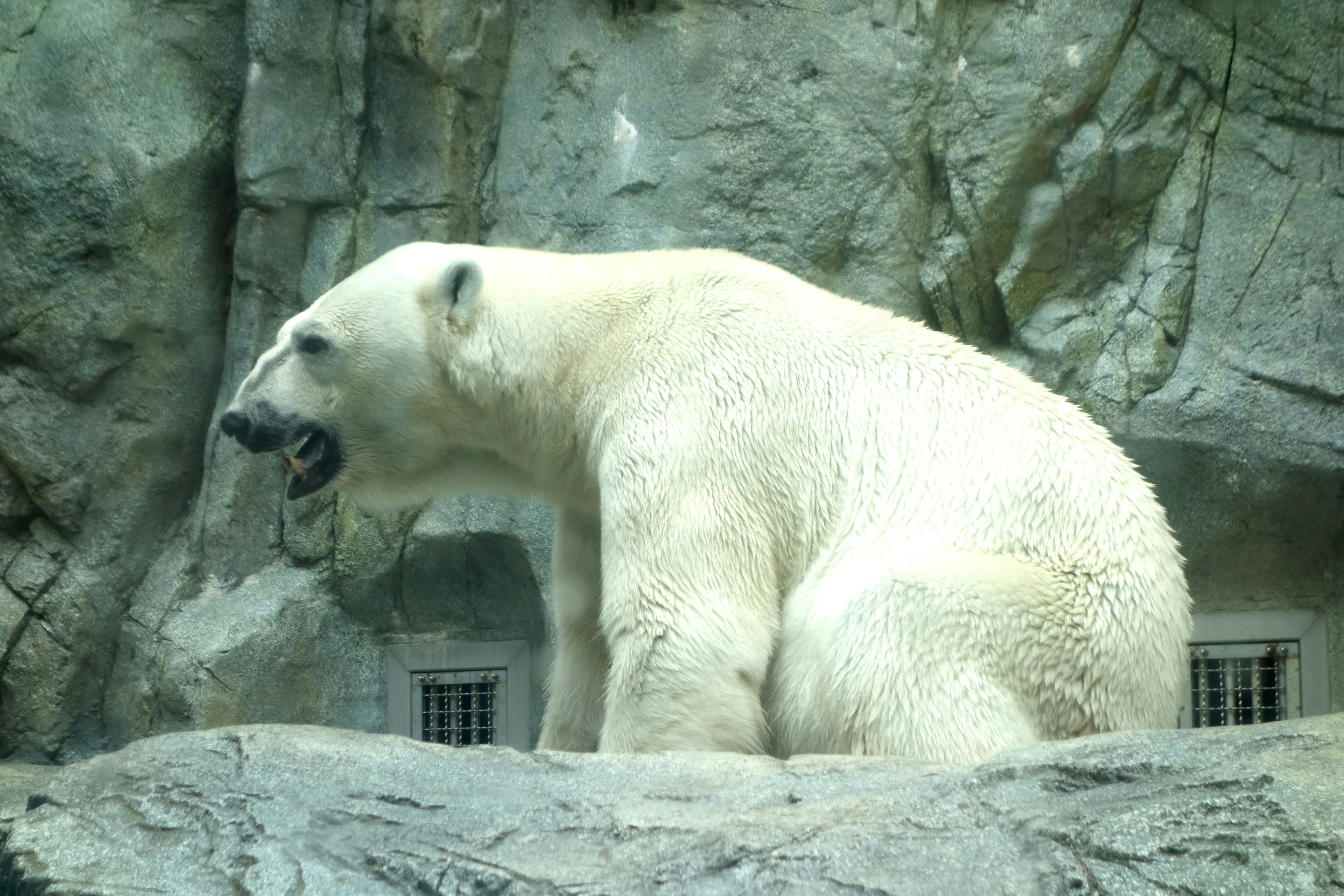 A polar bear sitting on a rock with a rocky background