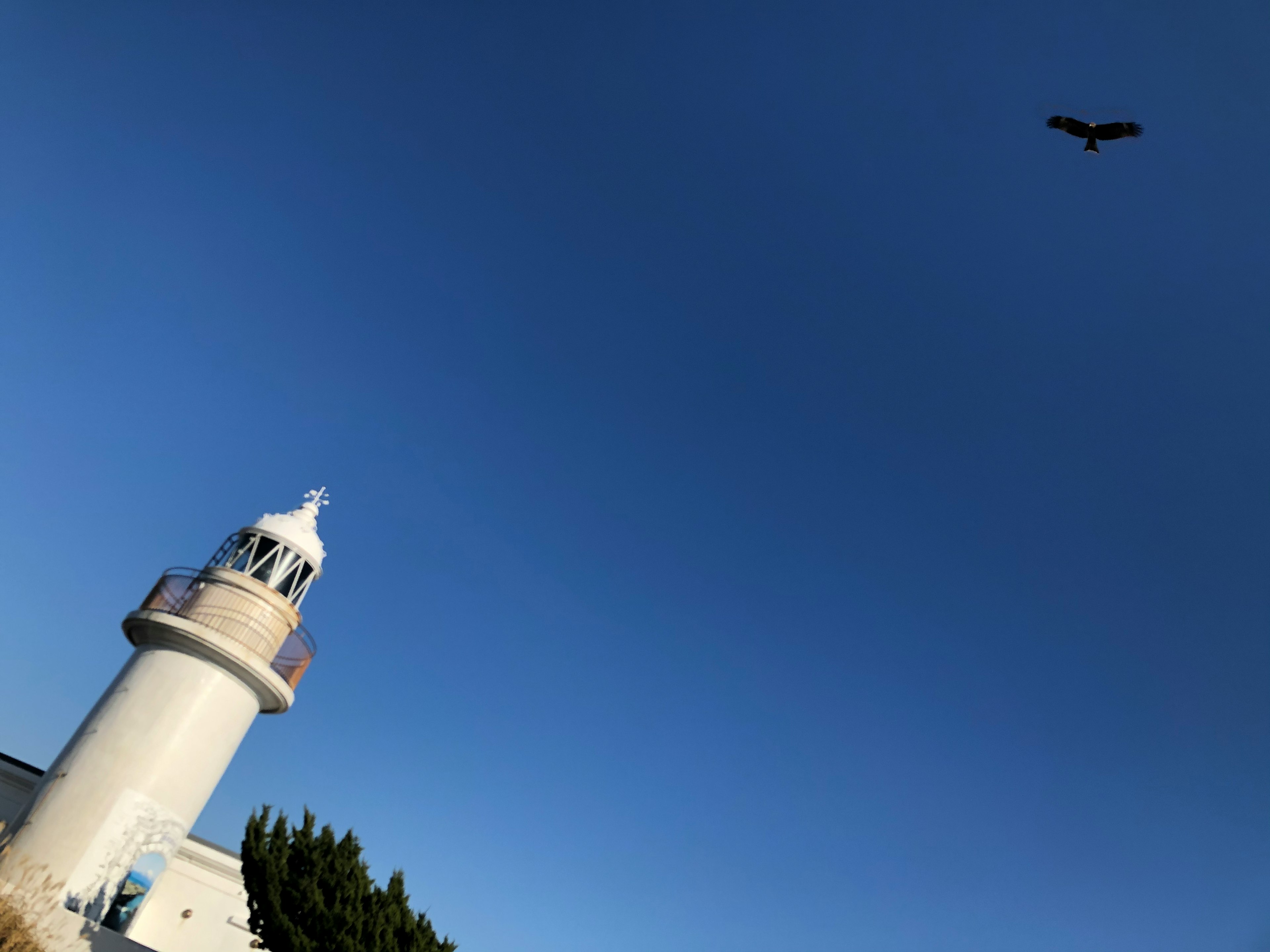 青空の下に立つ灯台とその上を飛ぶ鳥