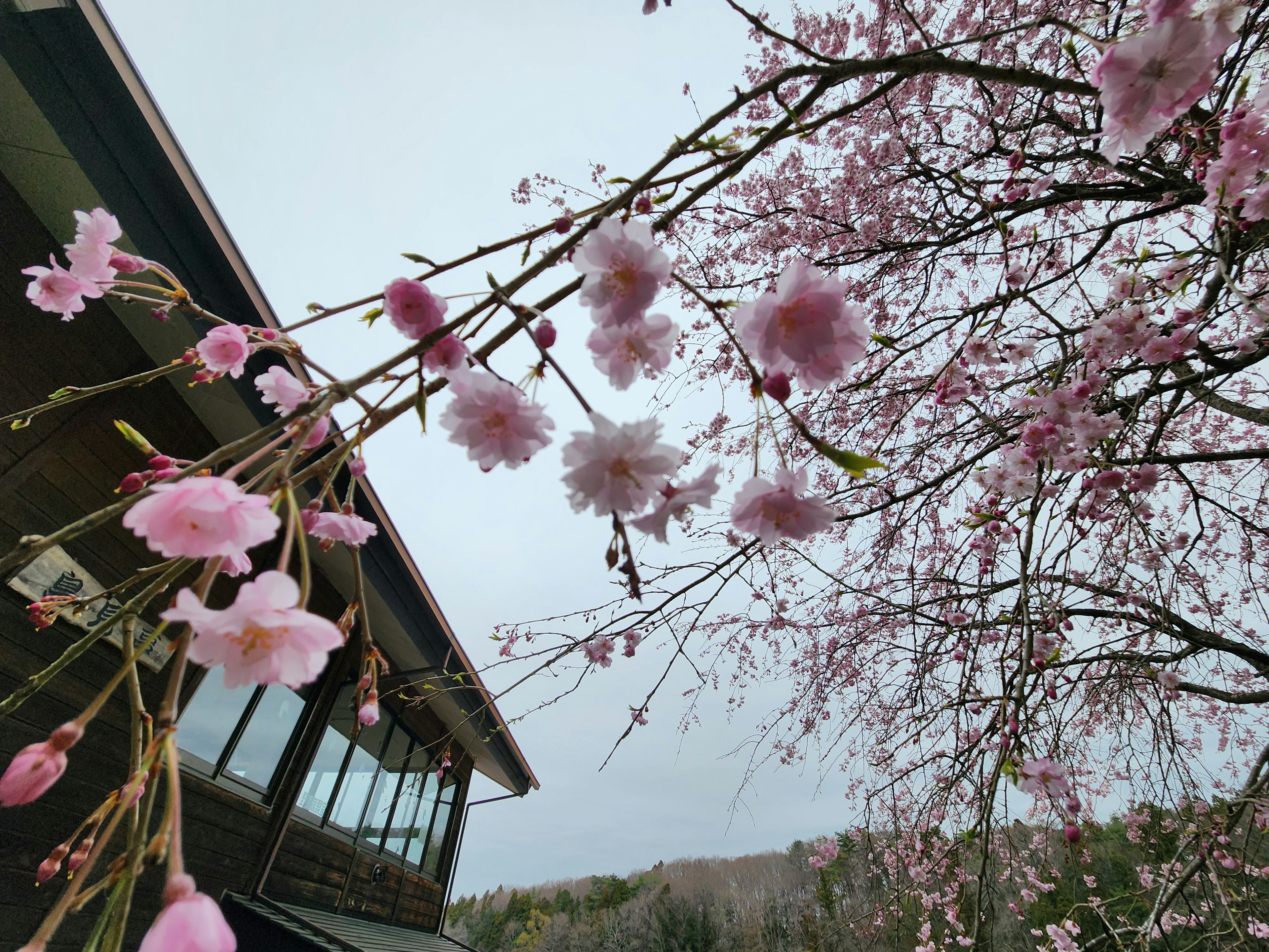 Arbre de cerisier en fleurs roses près d'un bâtiment