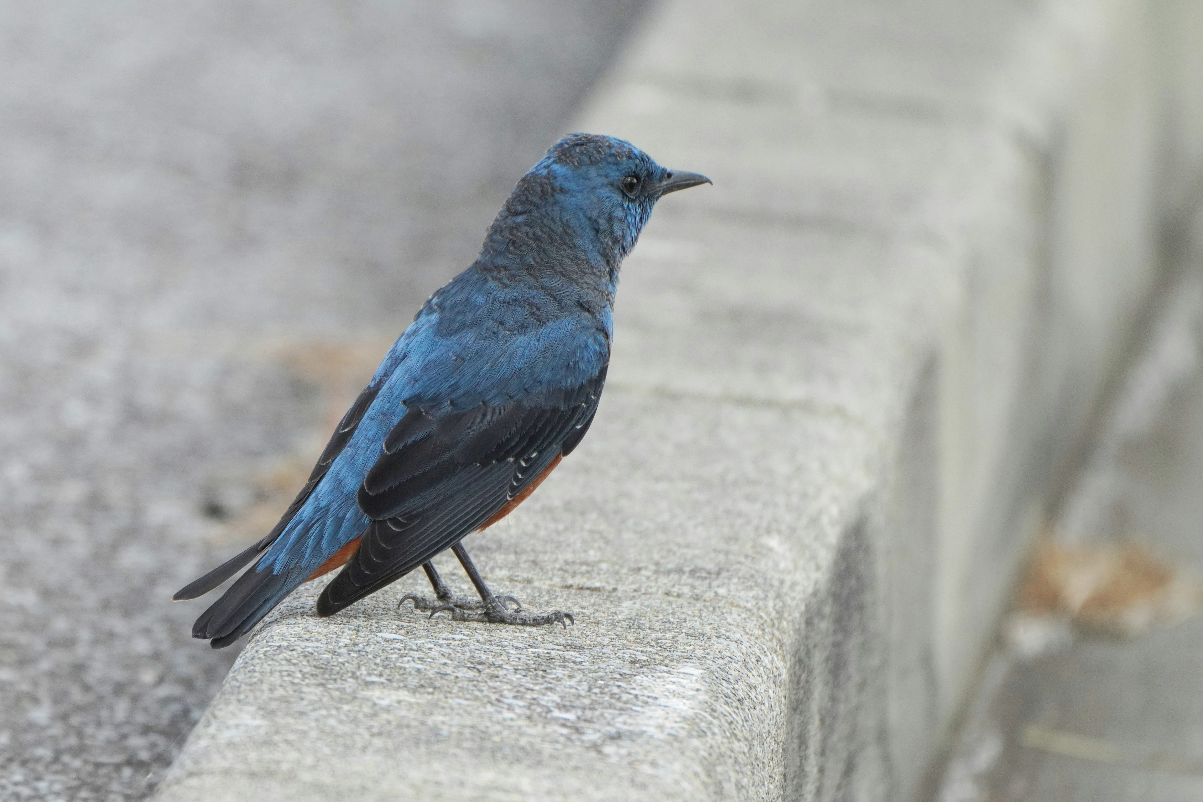 A small bird with blue feathers standing on a concrete edge