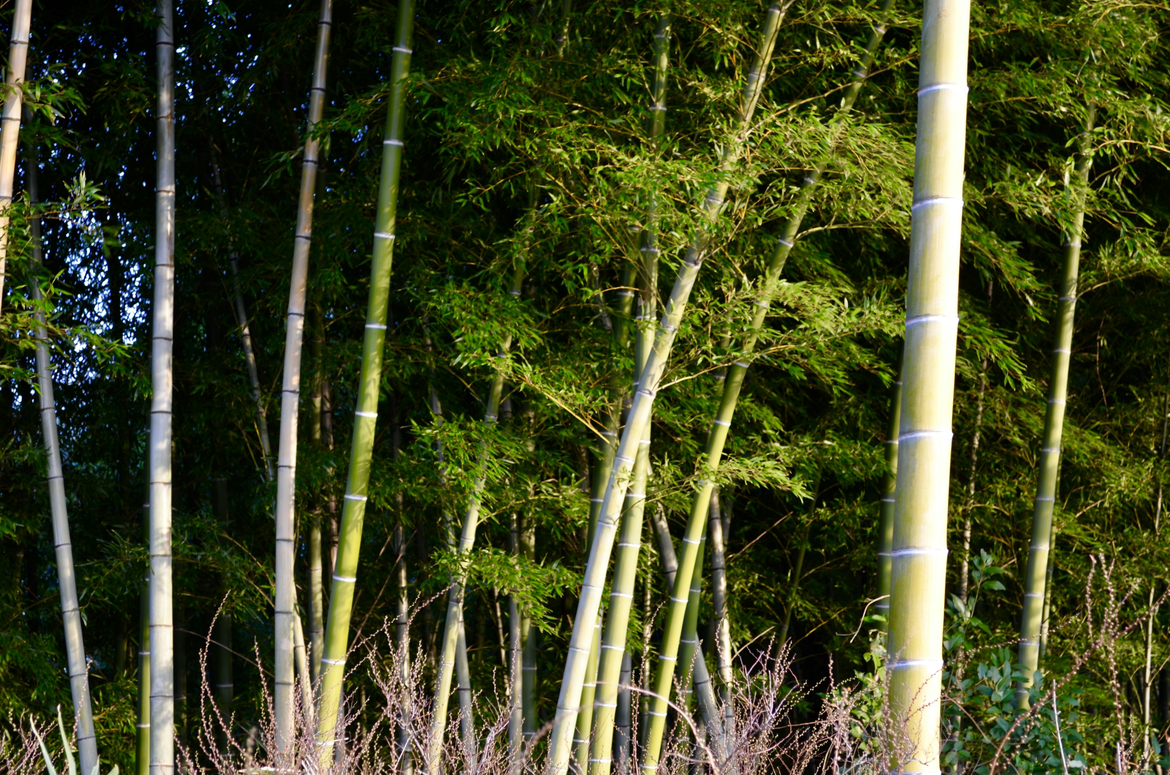 Un paysage avec une forêt de bambous verts et des tiges de bambou fines