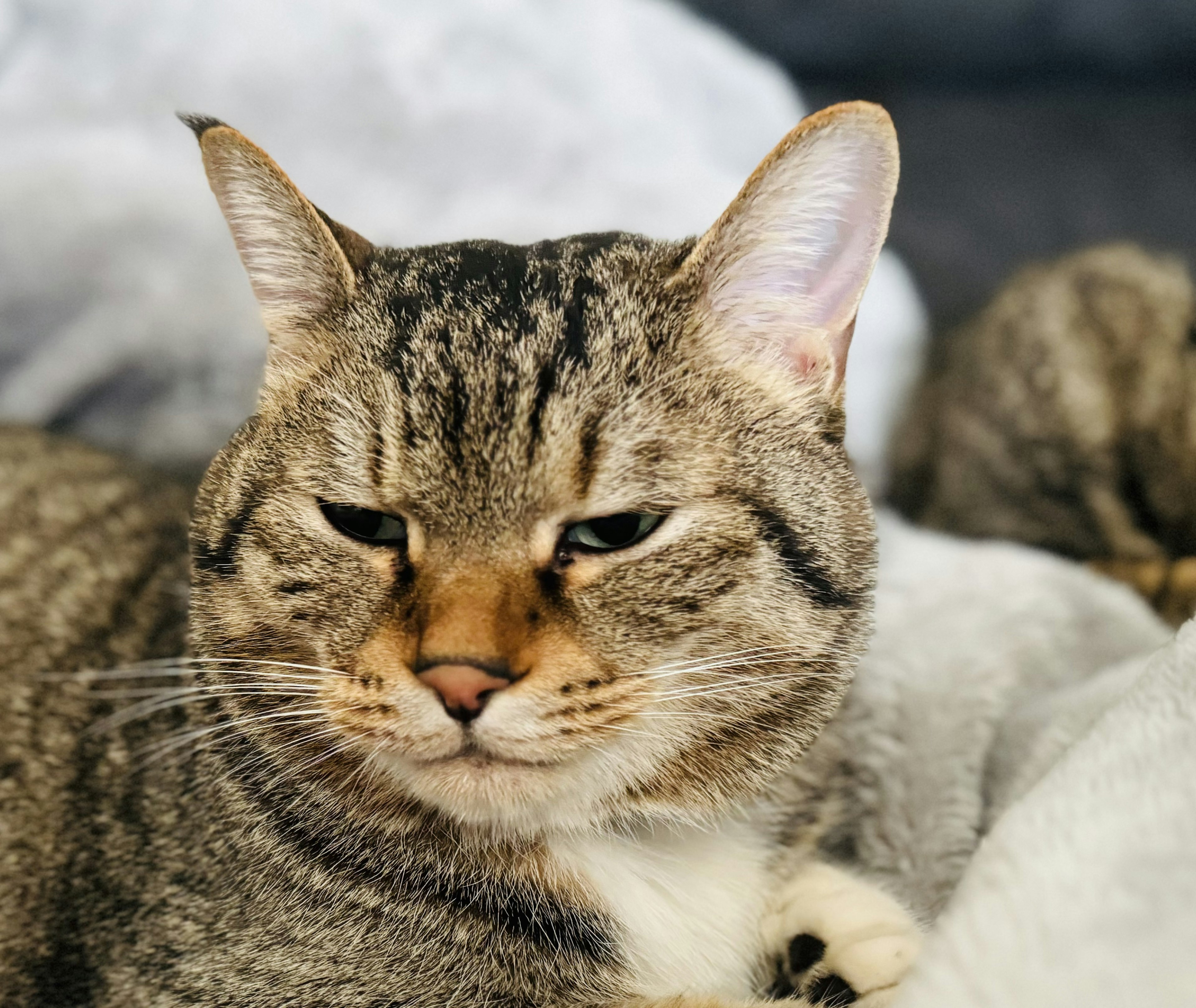 A relaxed cat lounging on soft fabric with a calm expression