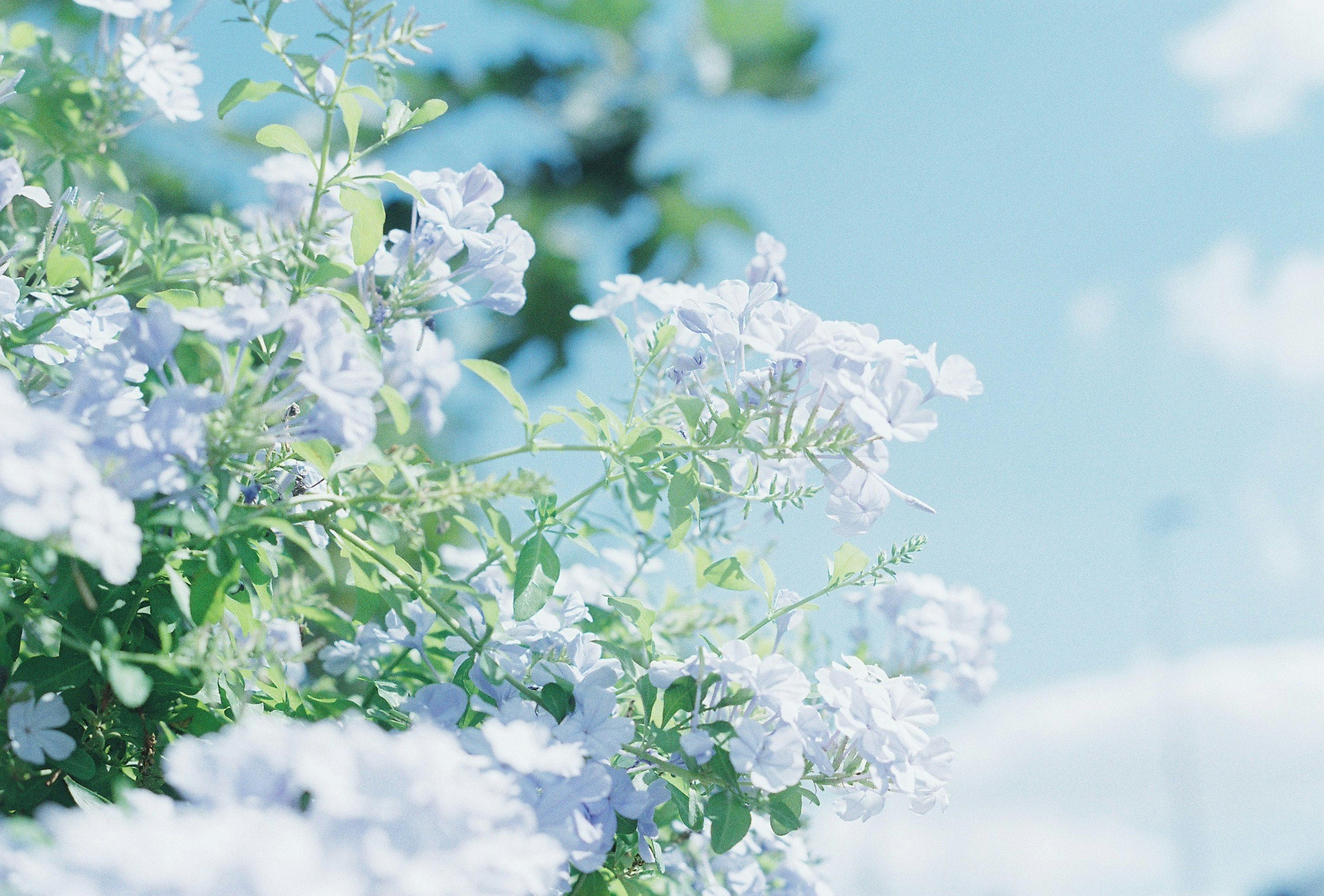 Gros plan de fleurs violet clair sous un ciel bleu