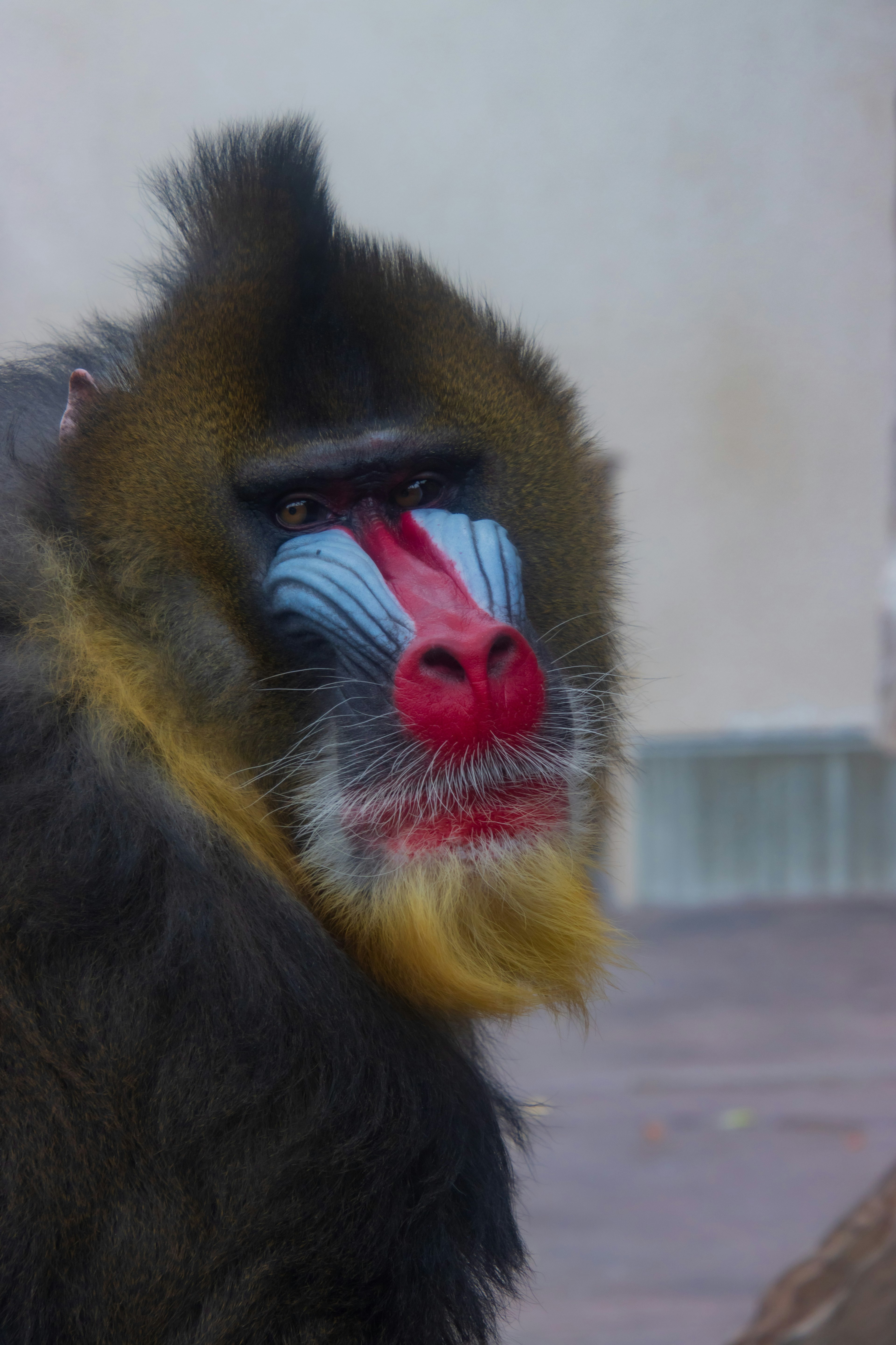 Baboons mit buntem Gesicht, der die Kamera anblickt