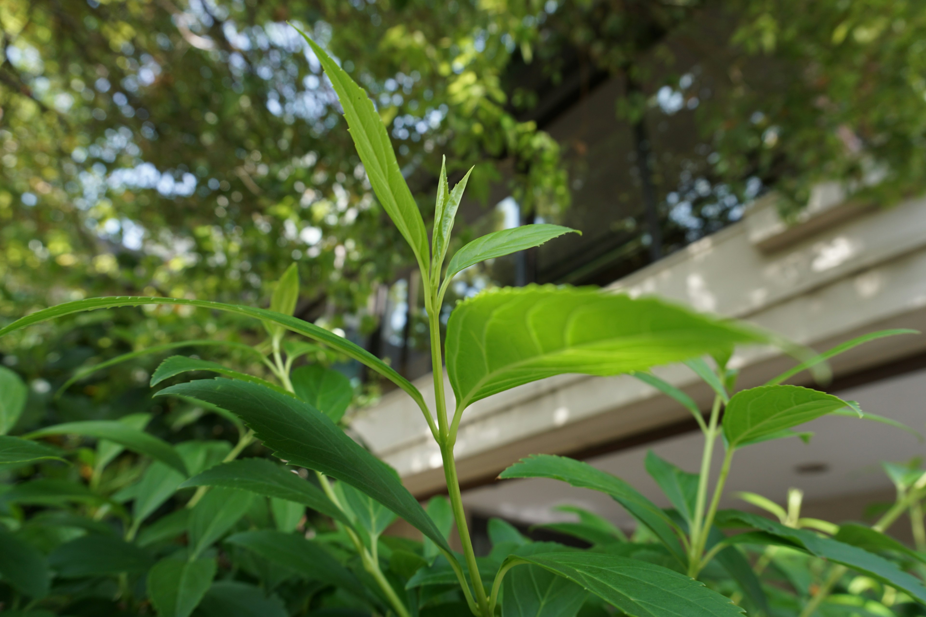 緑の葉と新芽が目立つ植物のクローズアップ 背景に建物の一部が見える