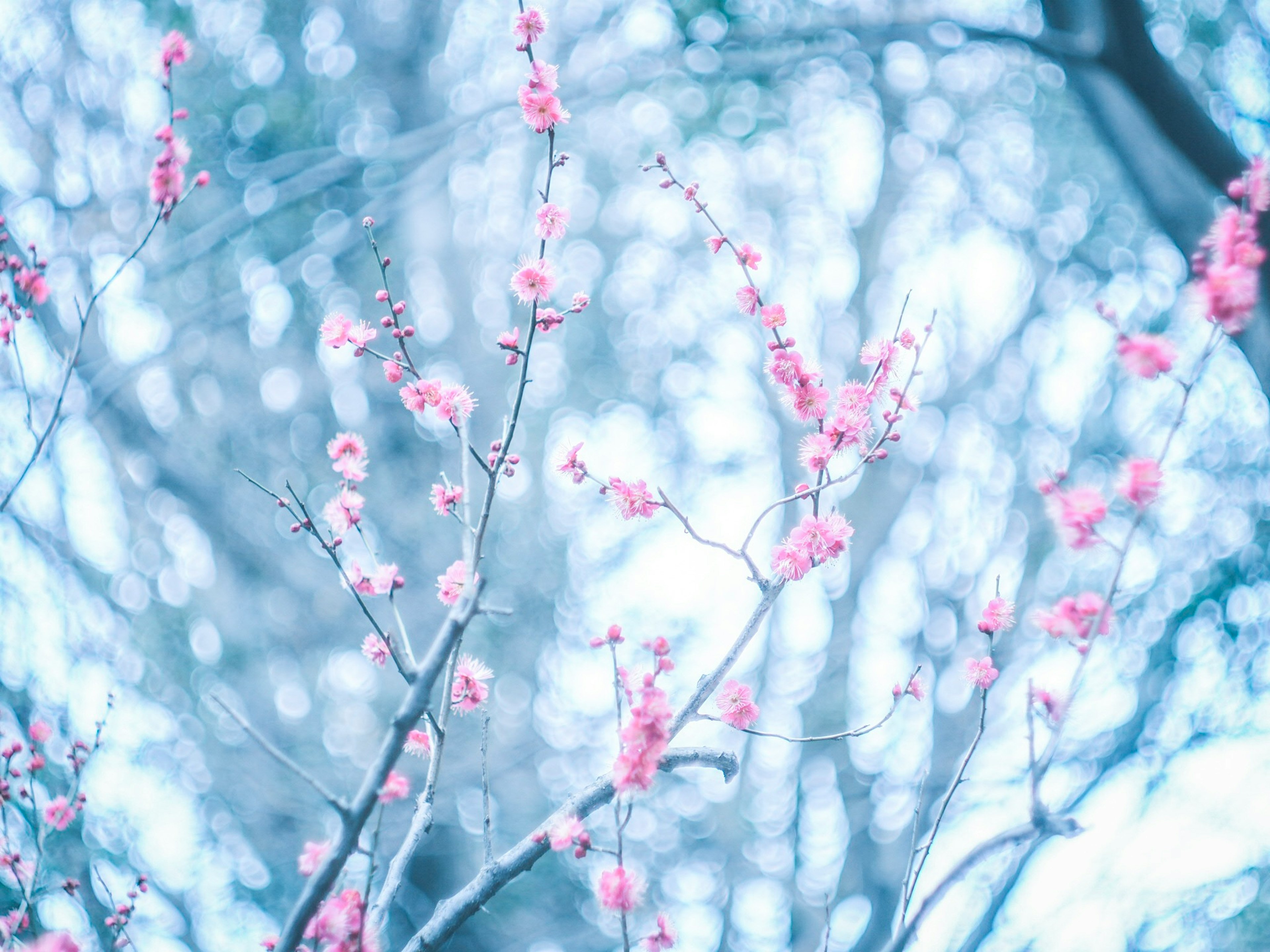 Zweige von rosa Pflaumenblüten vor blauem Hintergrund