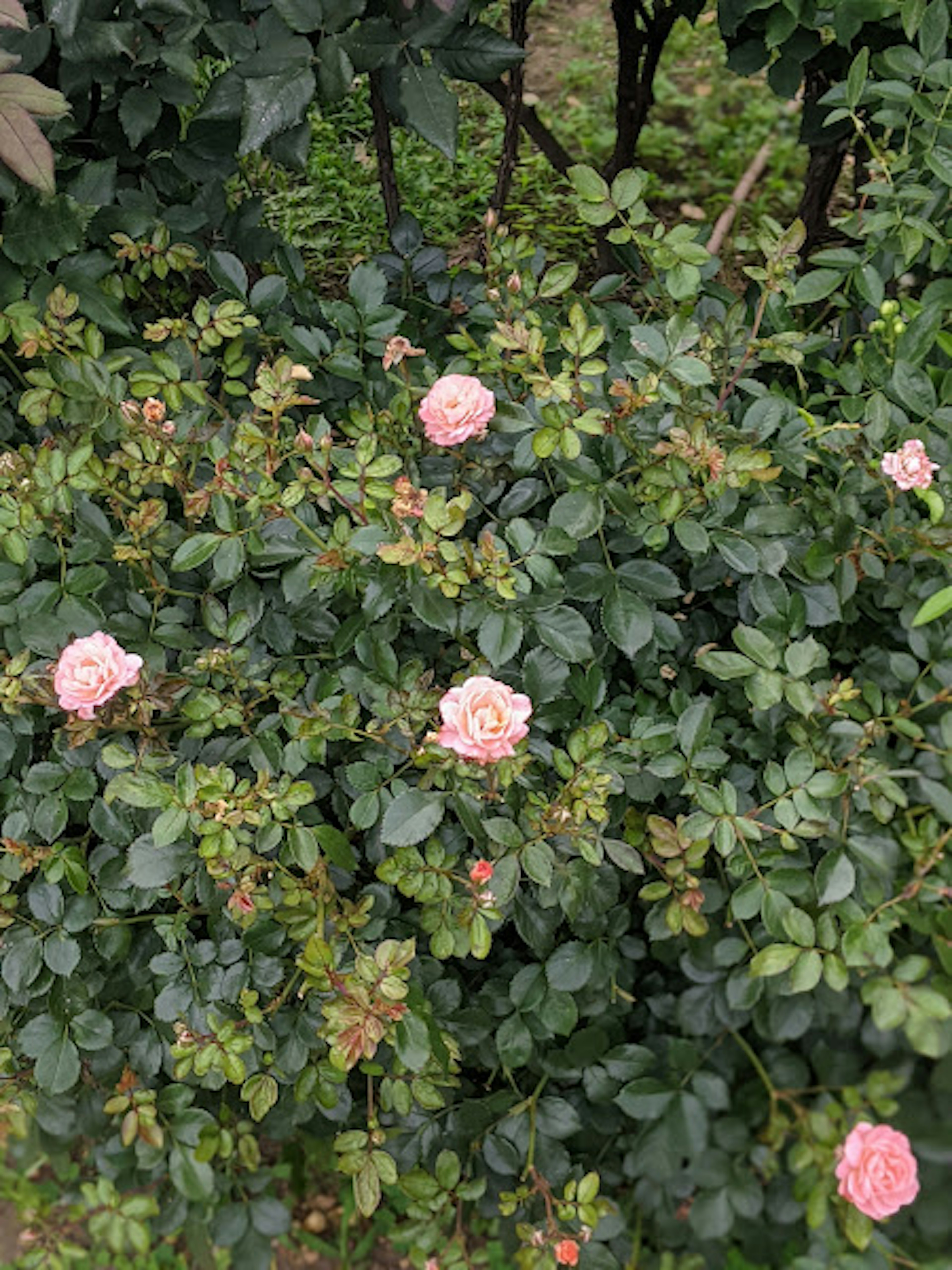 Rosas rosa claro floreciendo entre hojas verdes