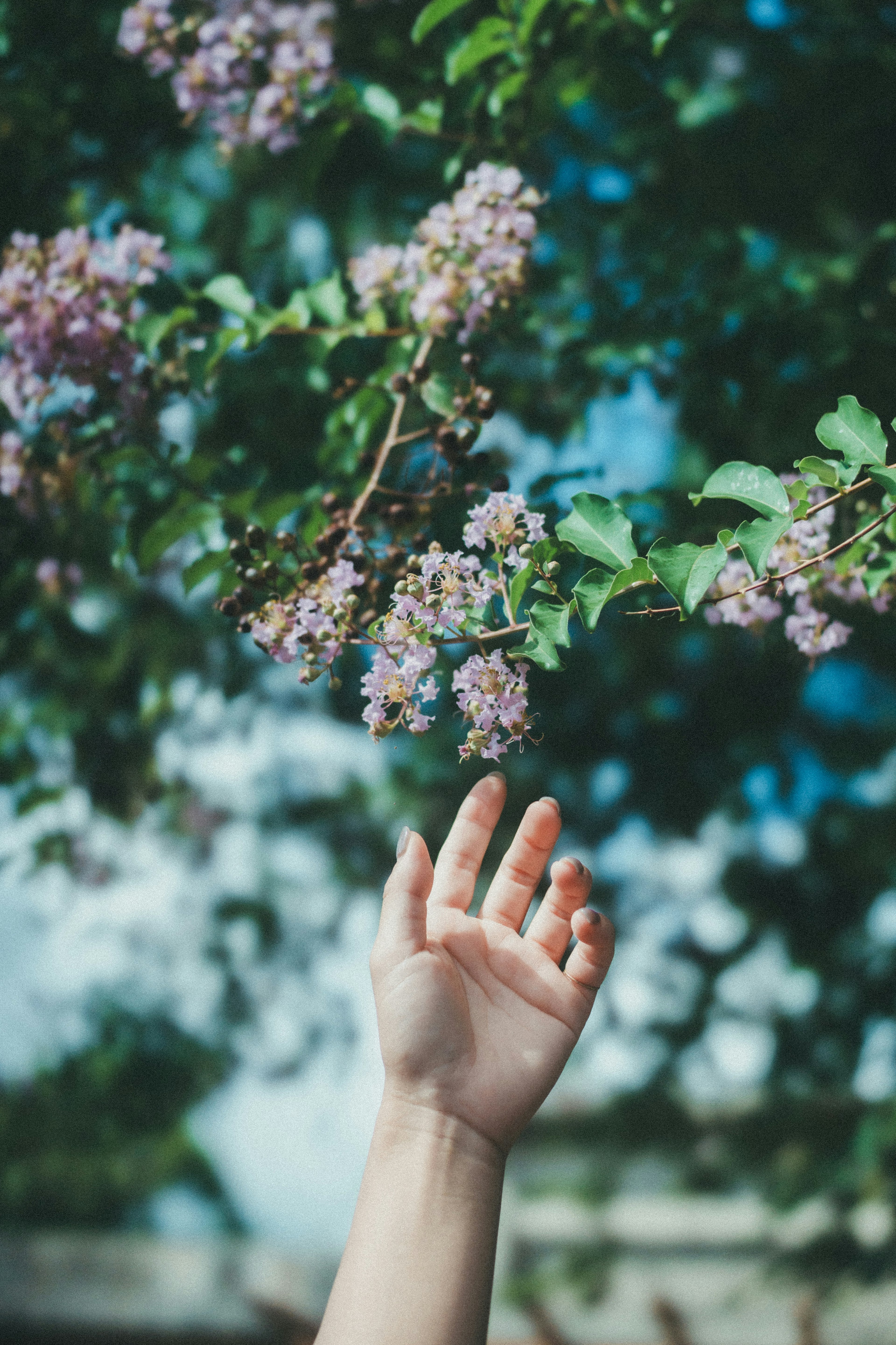 A hand reaching towards purple flowers on a tree