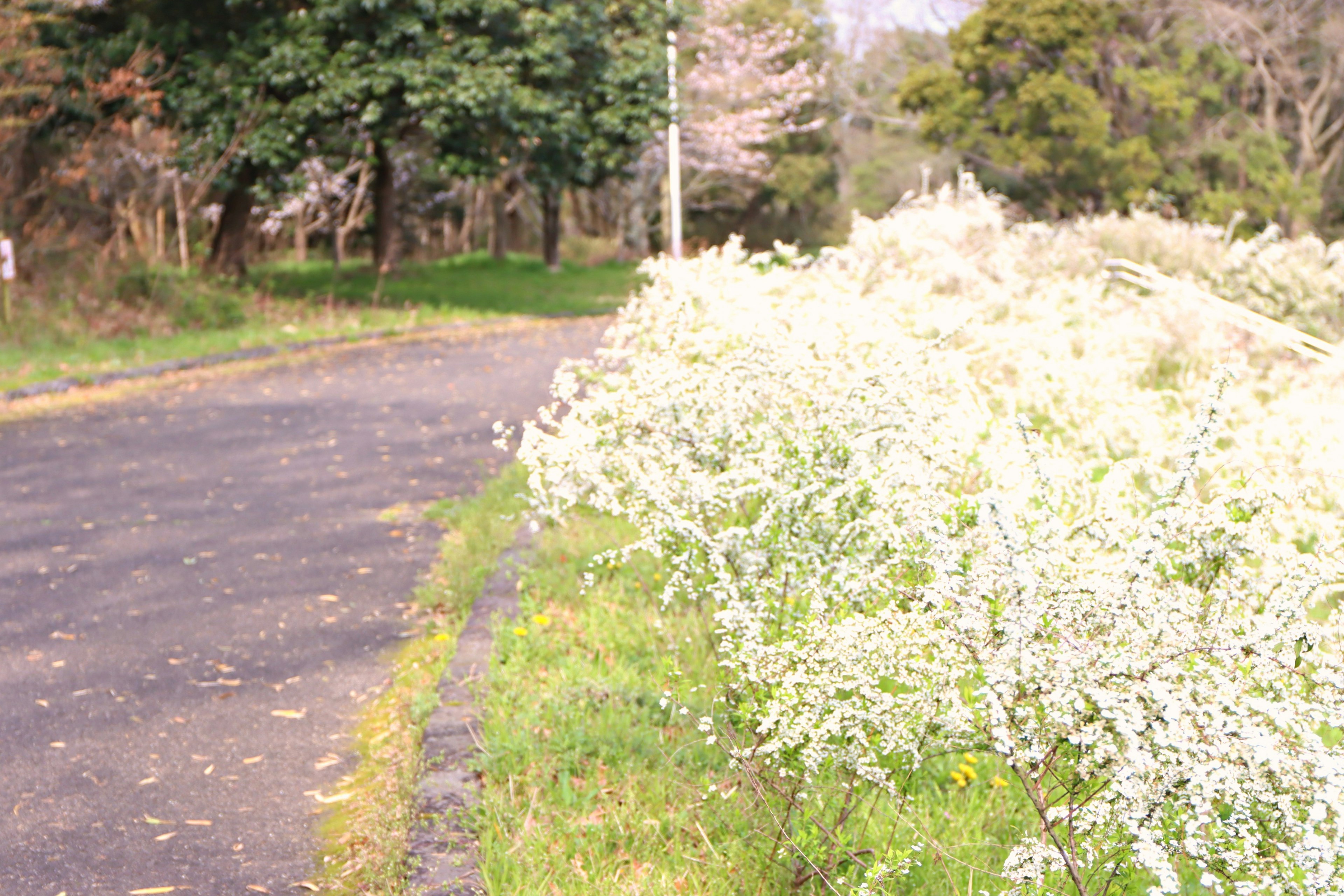 Vista escénica de un camino bordeado de flores blancas en flor