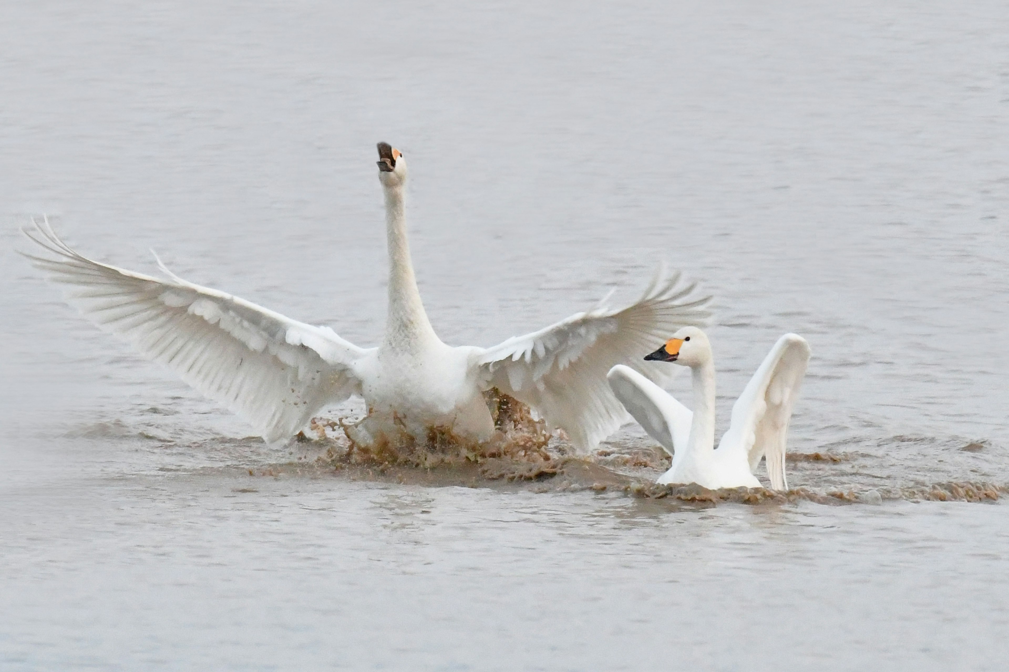 Cygnes battant des ailes créant des éclaboussures dans l'eau