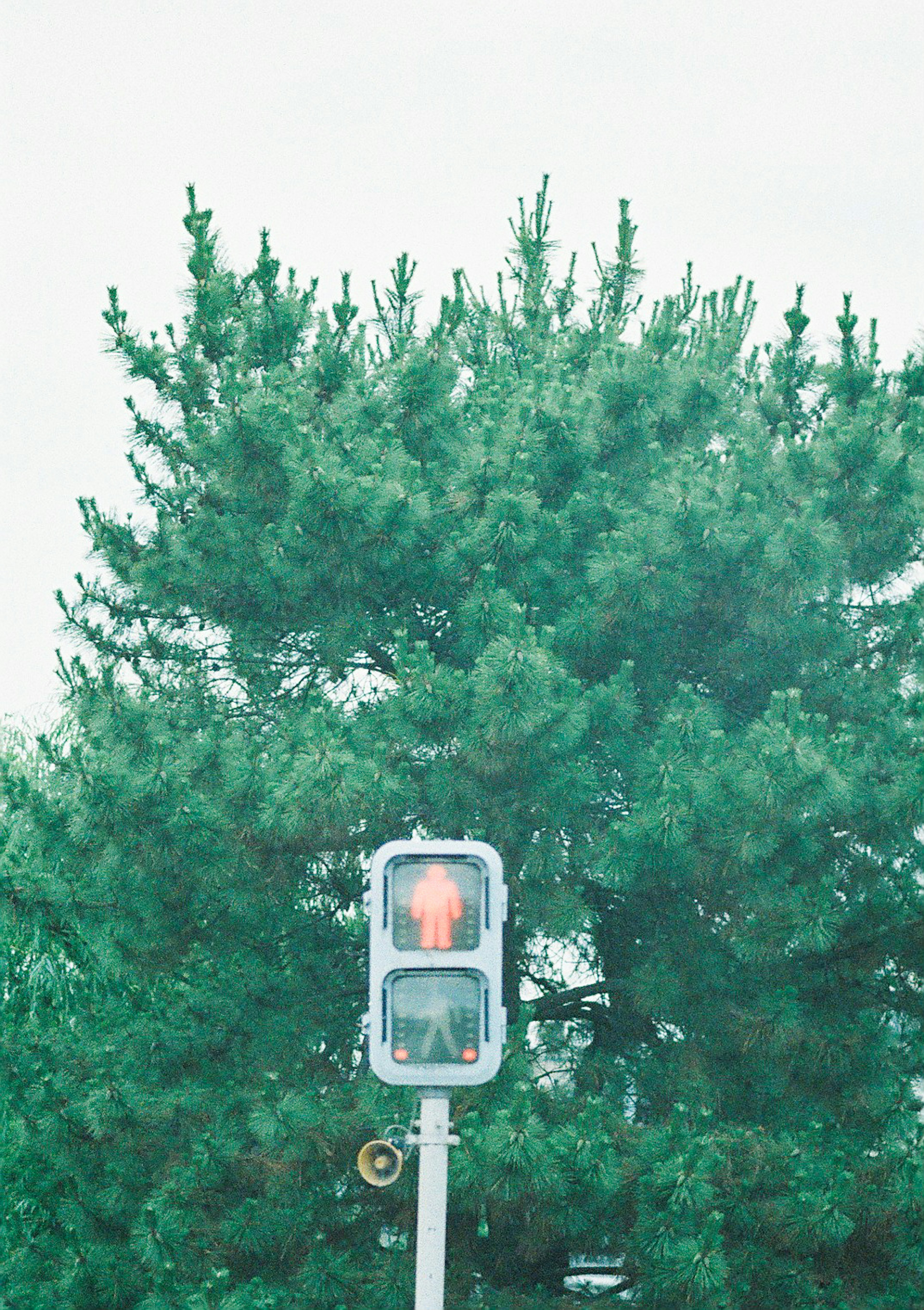 Red pedestrian signal with green trees in the background