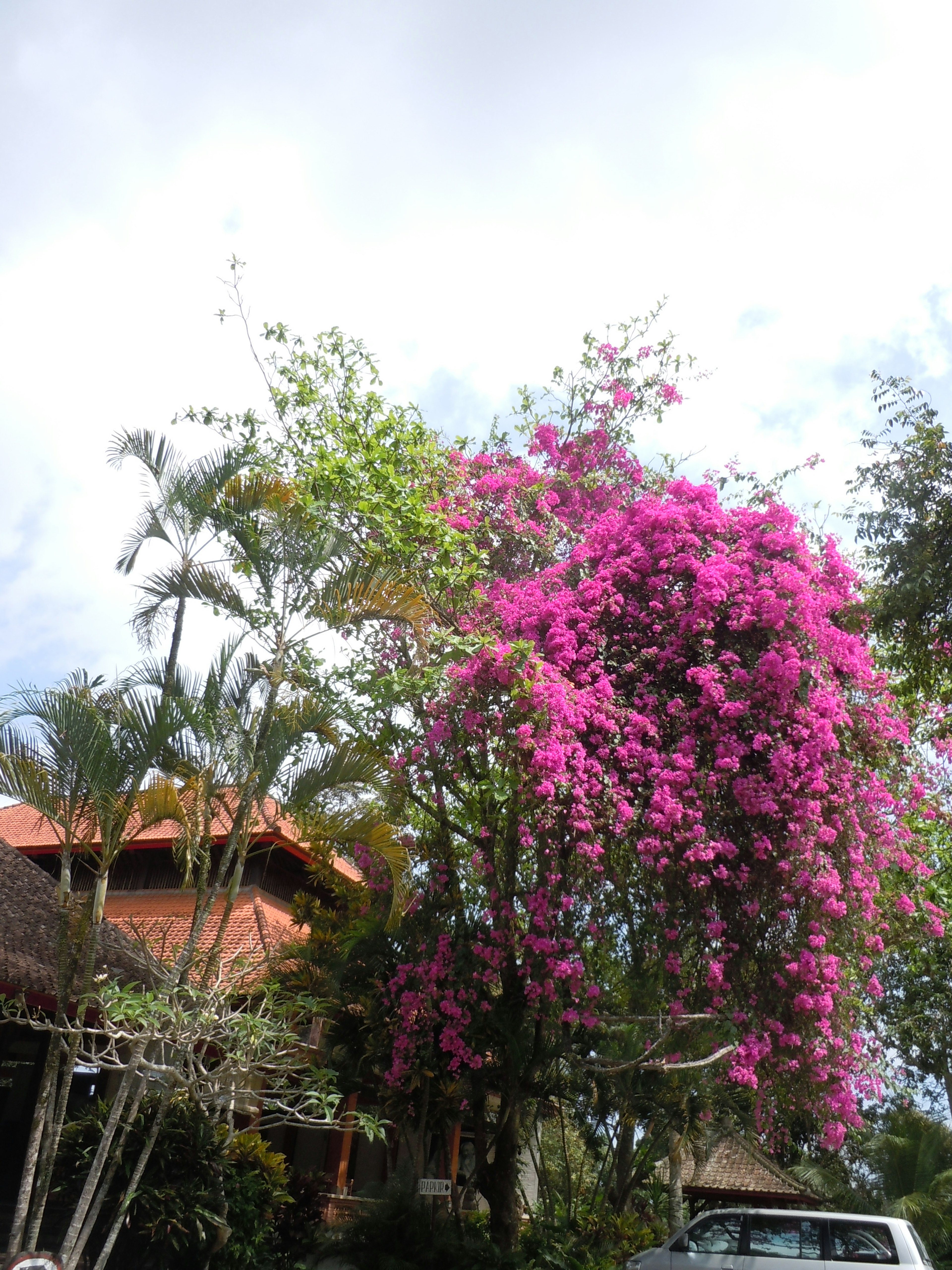 A vibrant bougainvillea tree with pink flowers surrounded by lush greenery