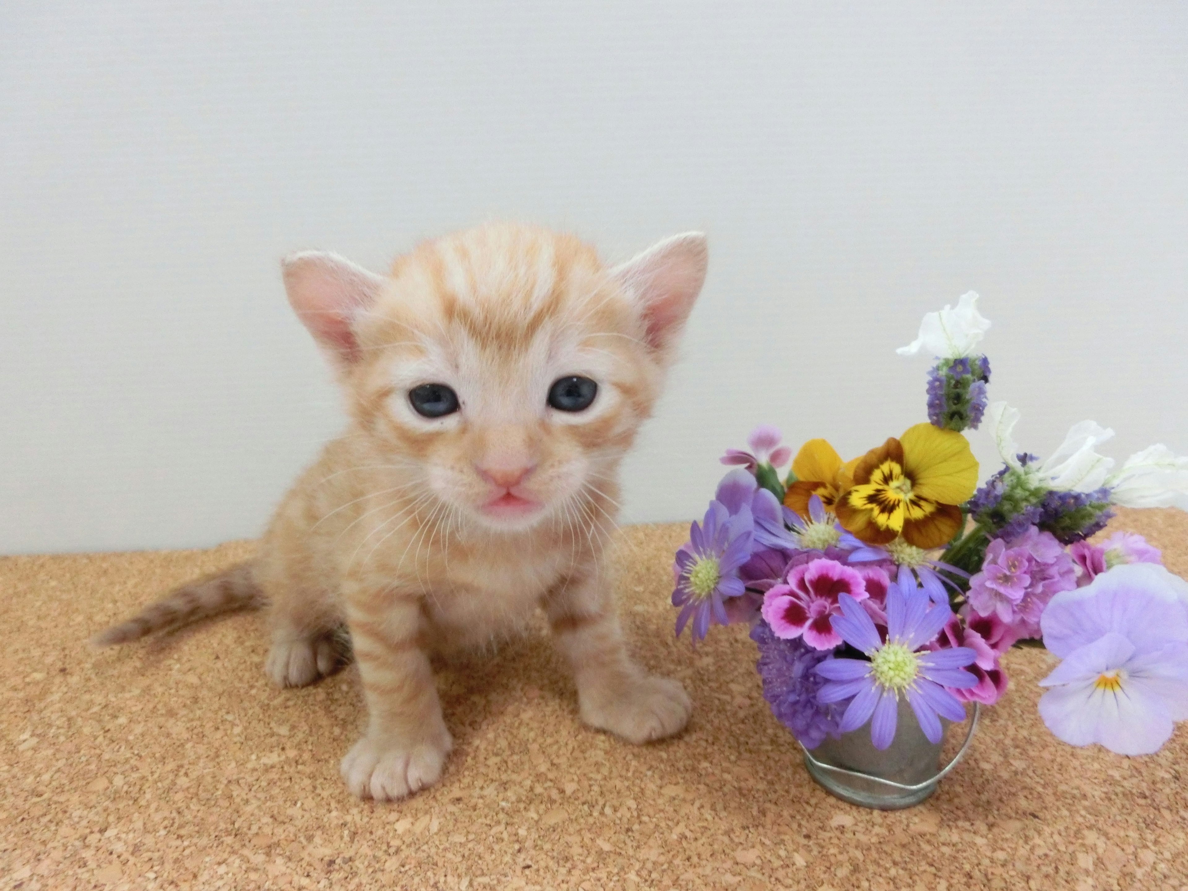 Seekor anak kucing oranye kecil duduk di samping vas bunga