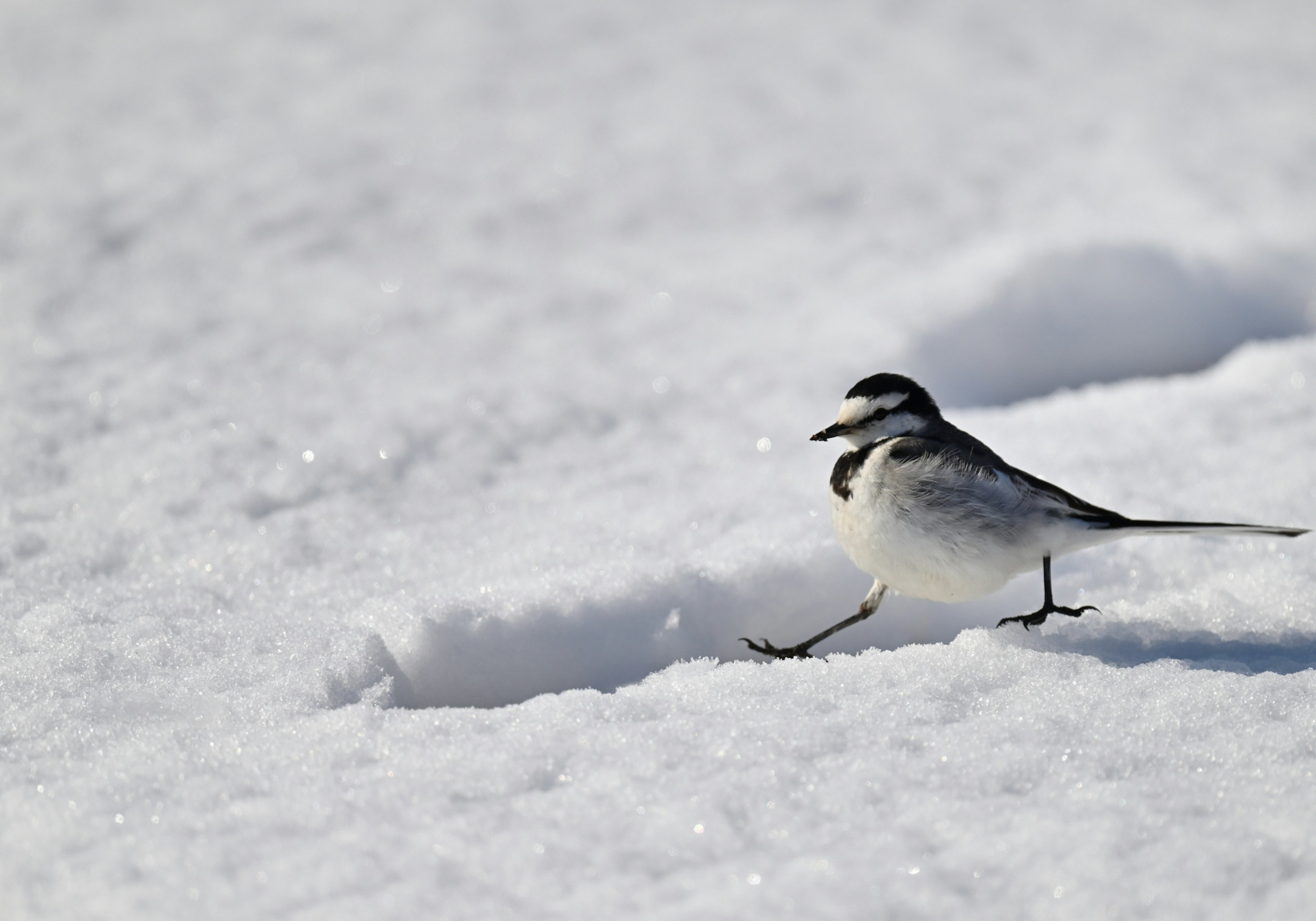 一隻黑白鳥在雪地上行走