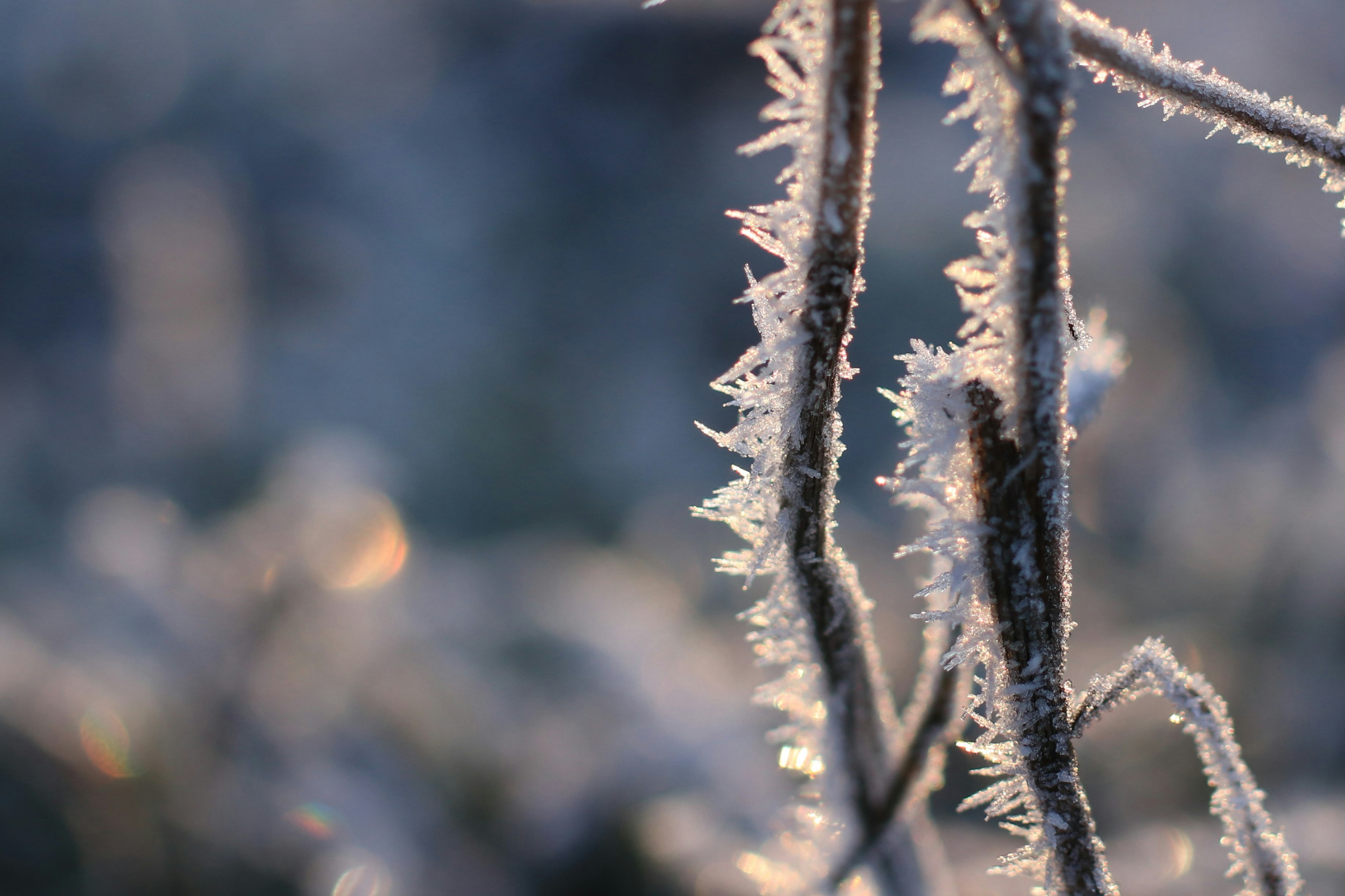 Primer plano de ramas heladas que capturan la esencia del invierno