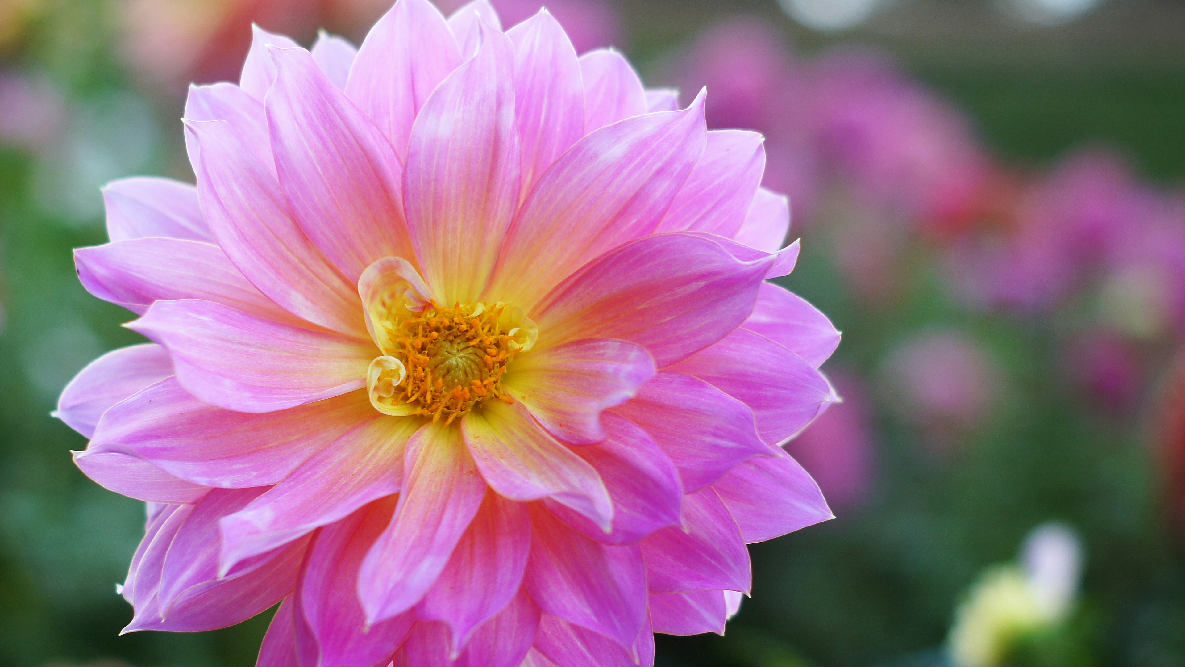 Lebendige rosa Dahlienblüte in einem Garten