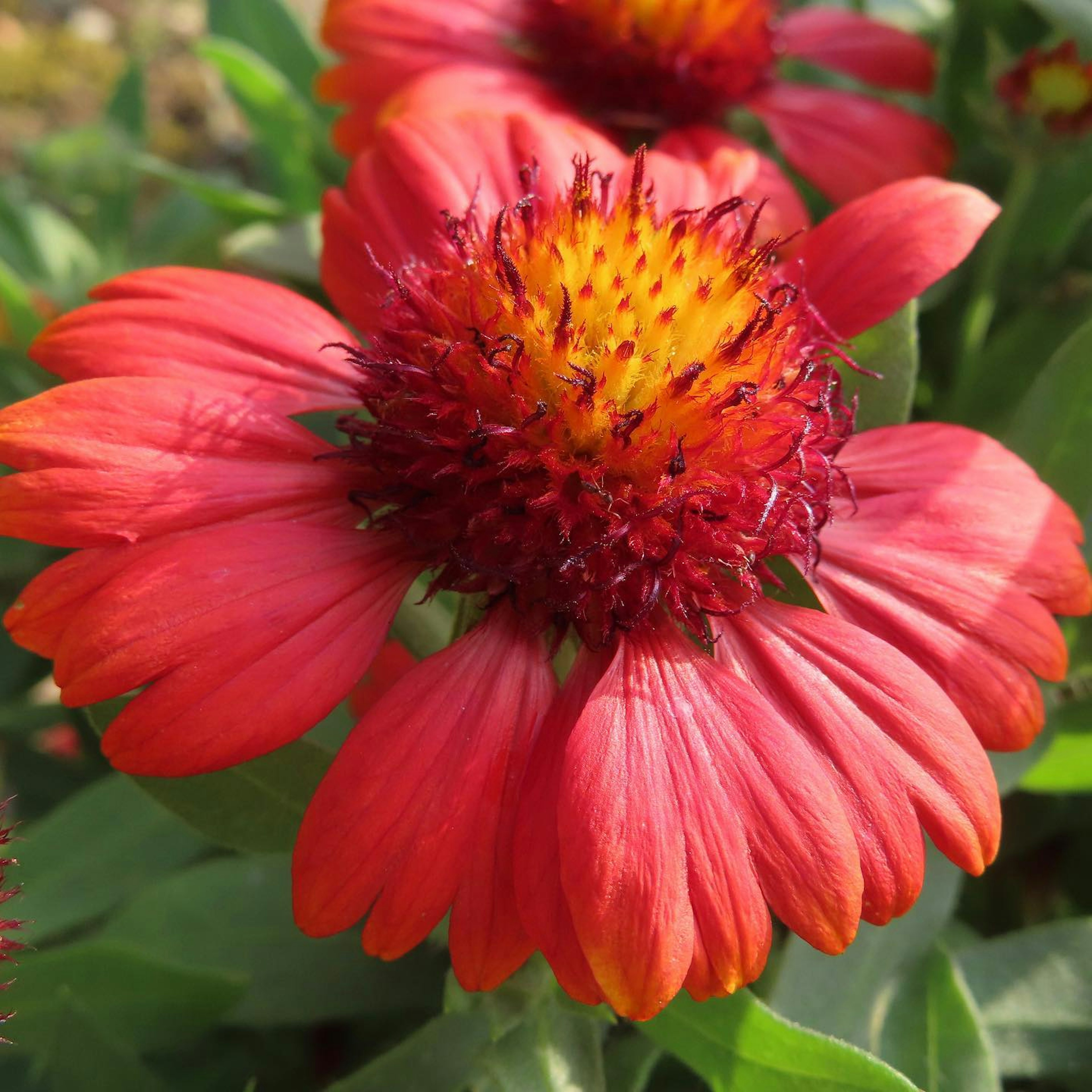 Fleur rouge vif avec un centre jaune et des pétales épineux