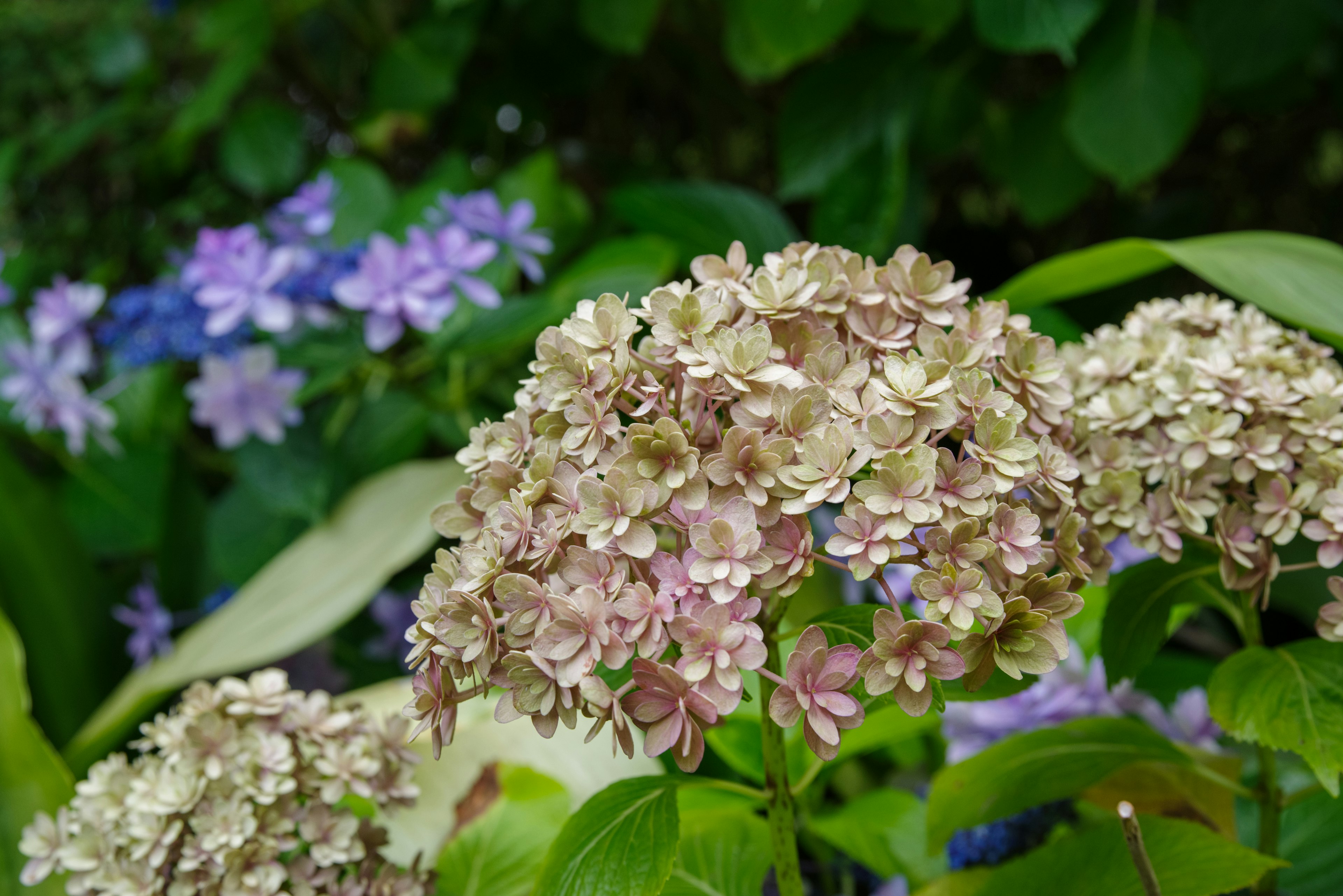 A garden scene featuring purple and cream-colored hydrangea flowers