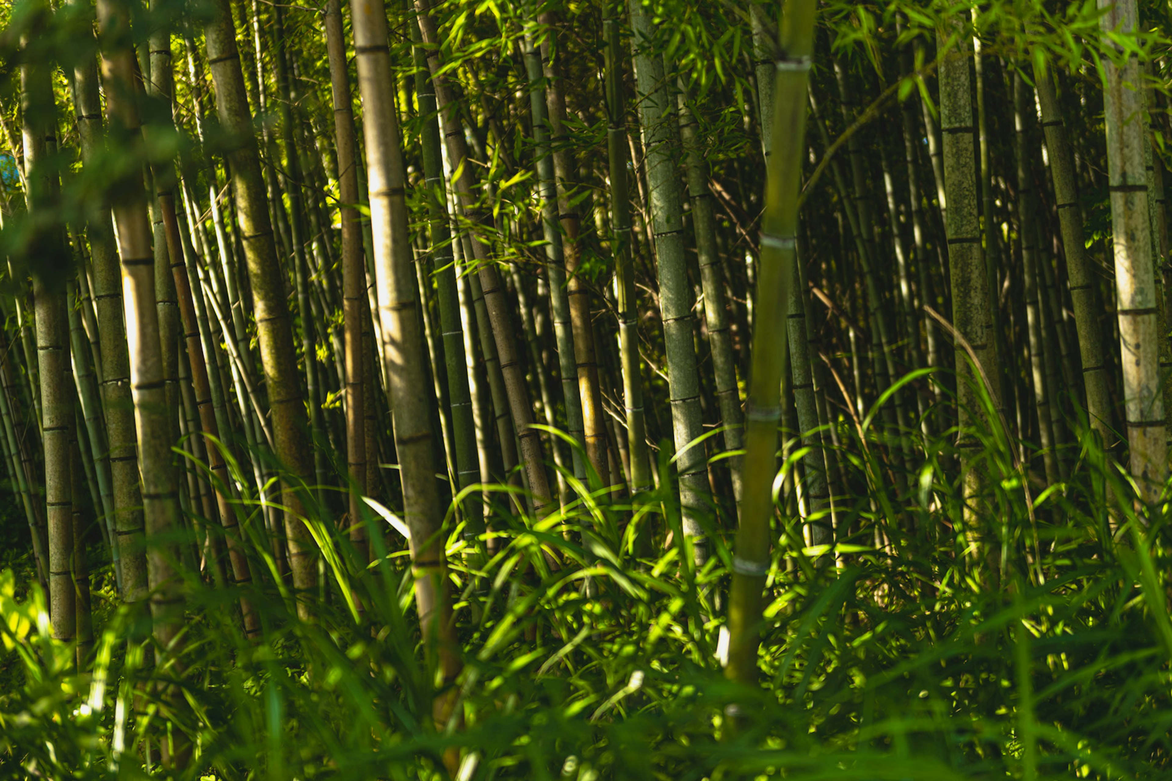 Dense bamboo forest with slender bamboo stalks and lush green undergrowth