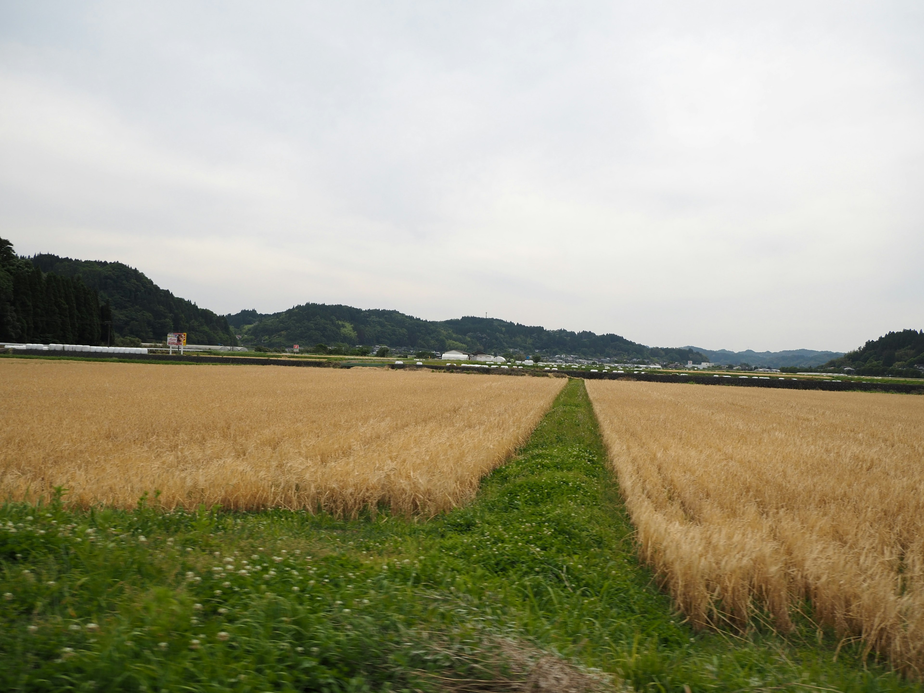 Paisaje rural con campos de trigo expansivos y colinas distantes