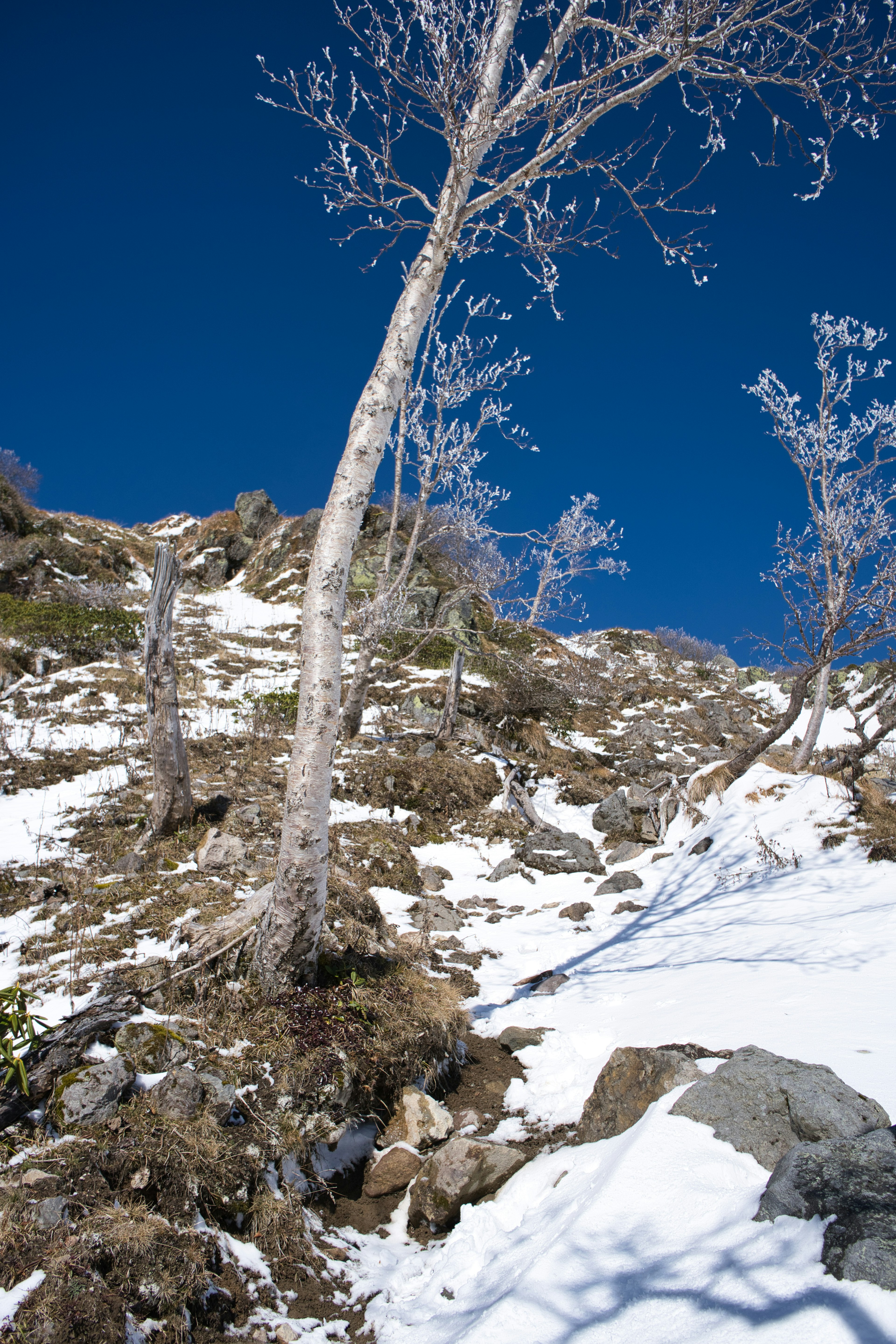 Un arbre givré sur une pente enneigée sous un ciel bleu clair