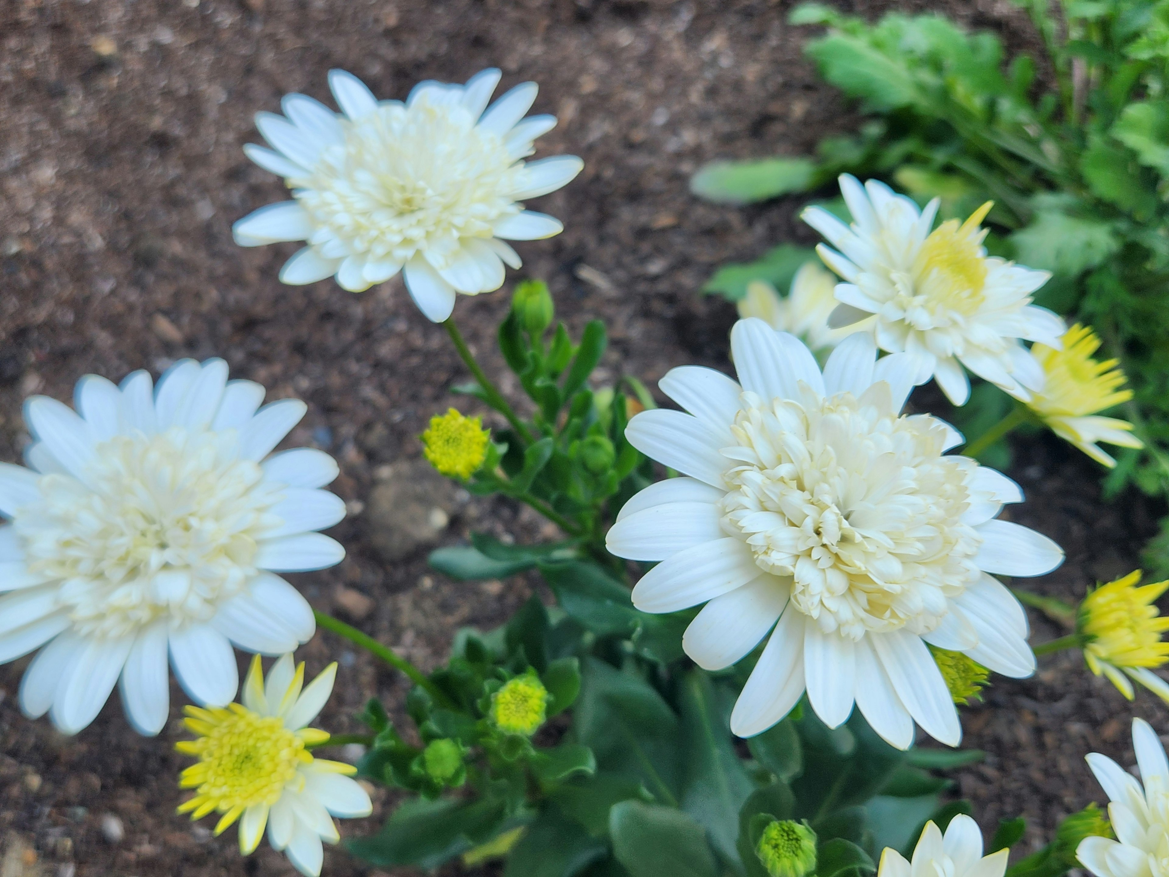 Close-up of white flowers with yellow accents surrounded by green leaves