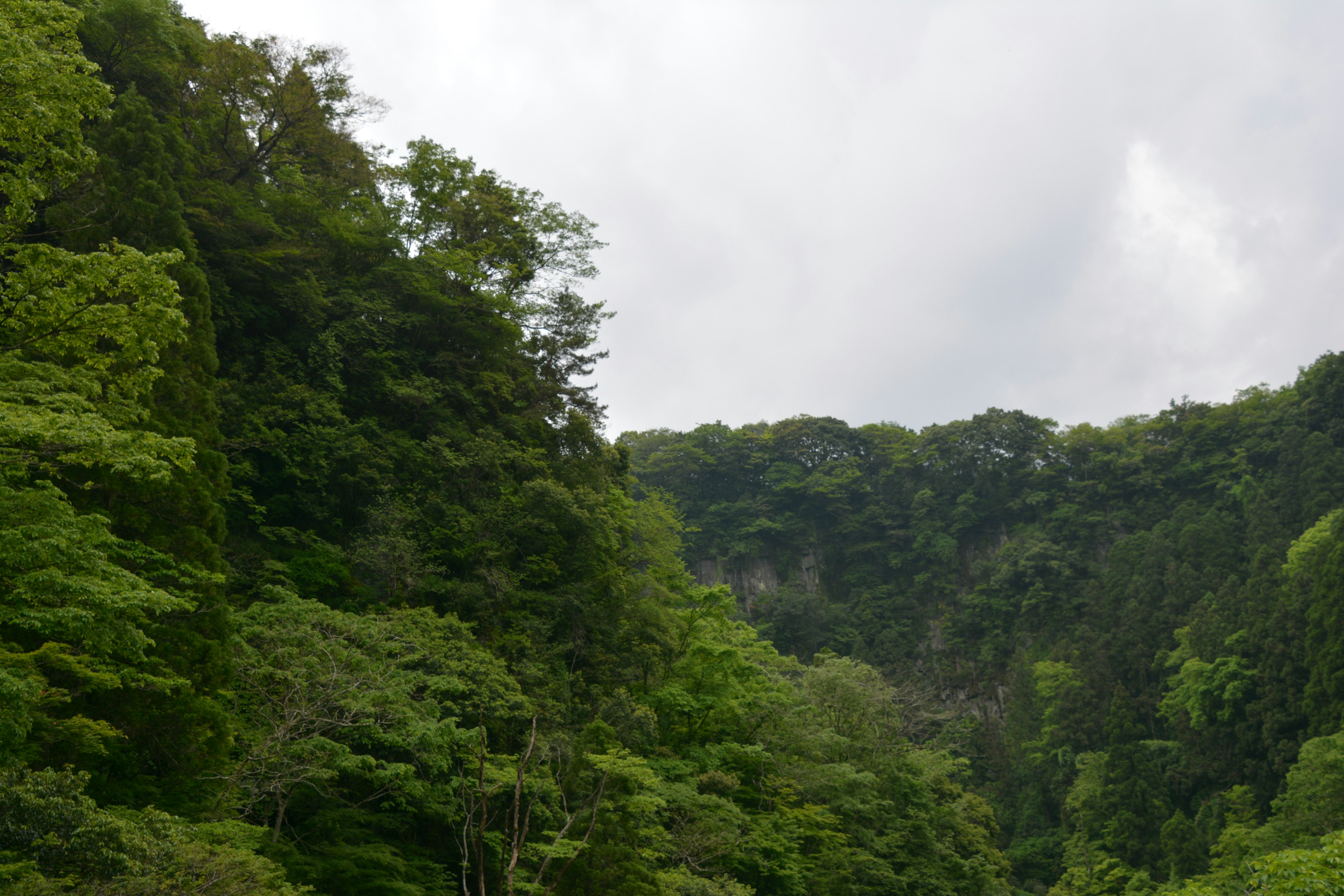 Pemandangan hutan hijau subur dengan bukit dan langit berawan