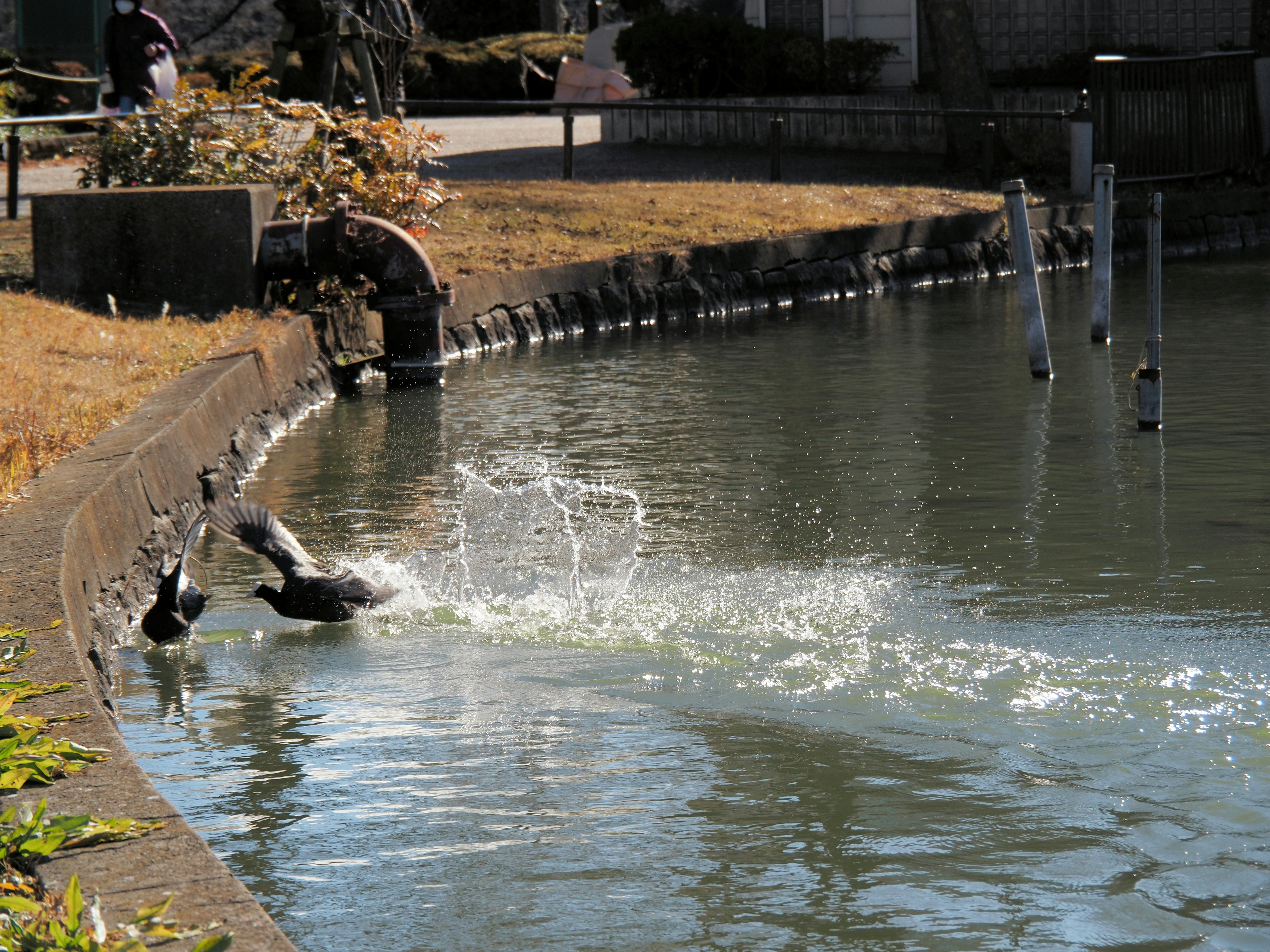 Un grupo de patos zambulléndose en un estanque creando salpicaduras