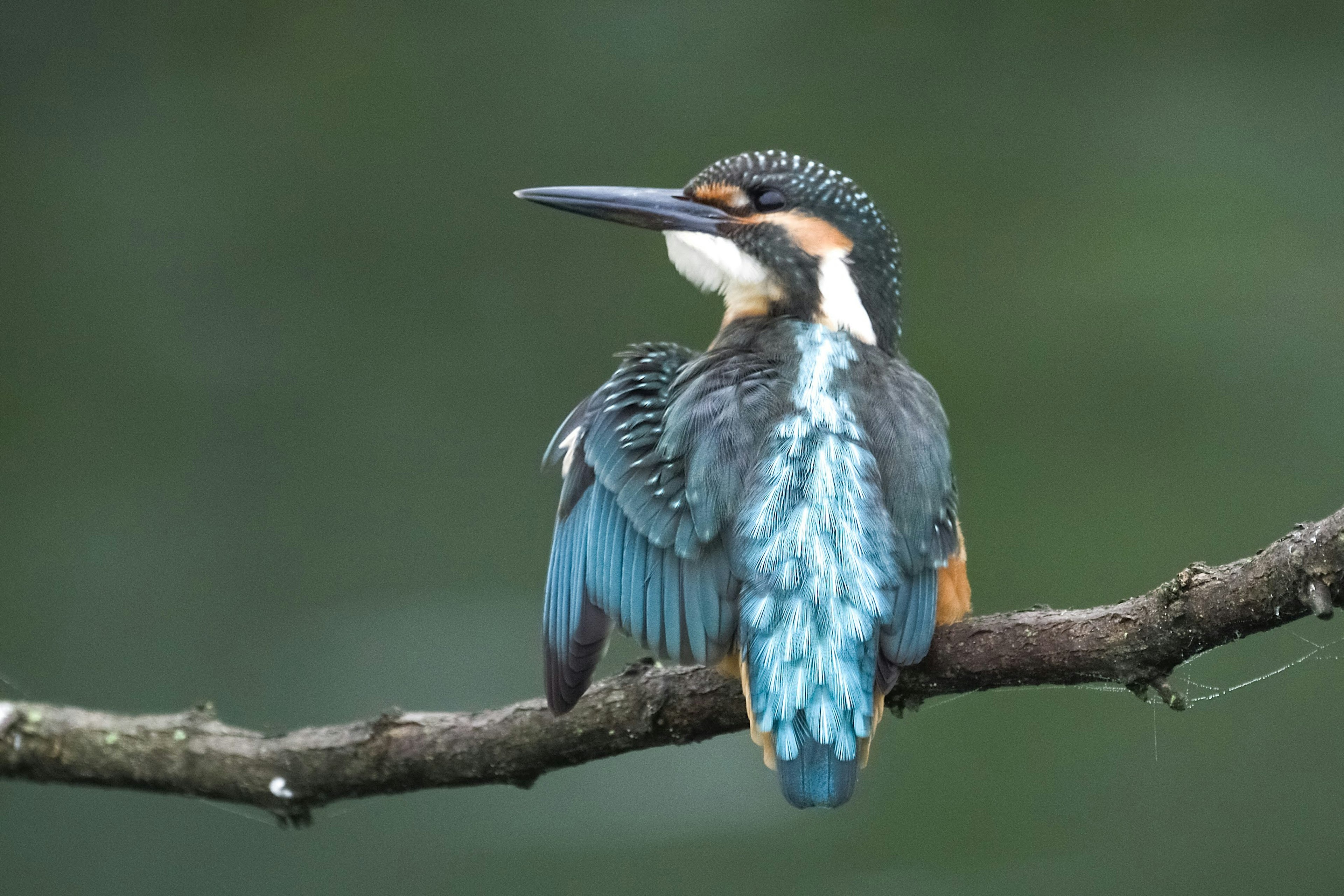 Beau martin-pêcheur perché sur une branche montrant des plumes bleues vives