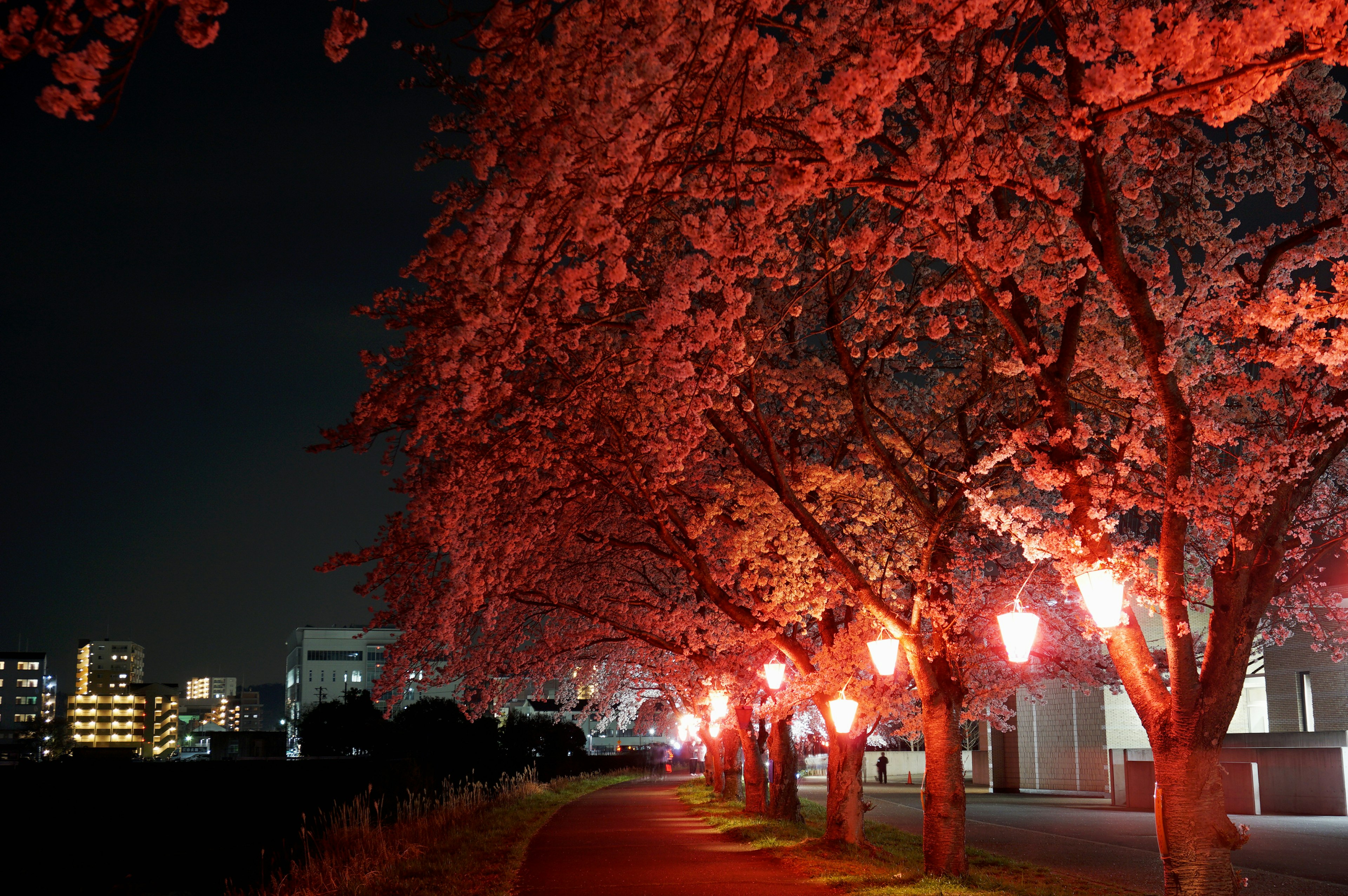 Baumgesäumter Weg mit Kirschblüten, beleuchtet von roten Laternen bei Nacht