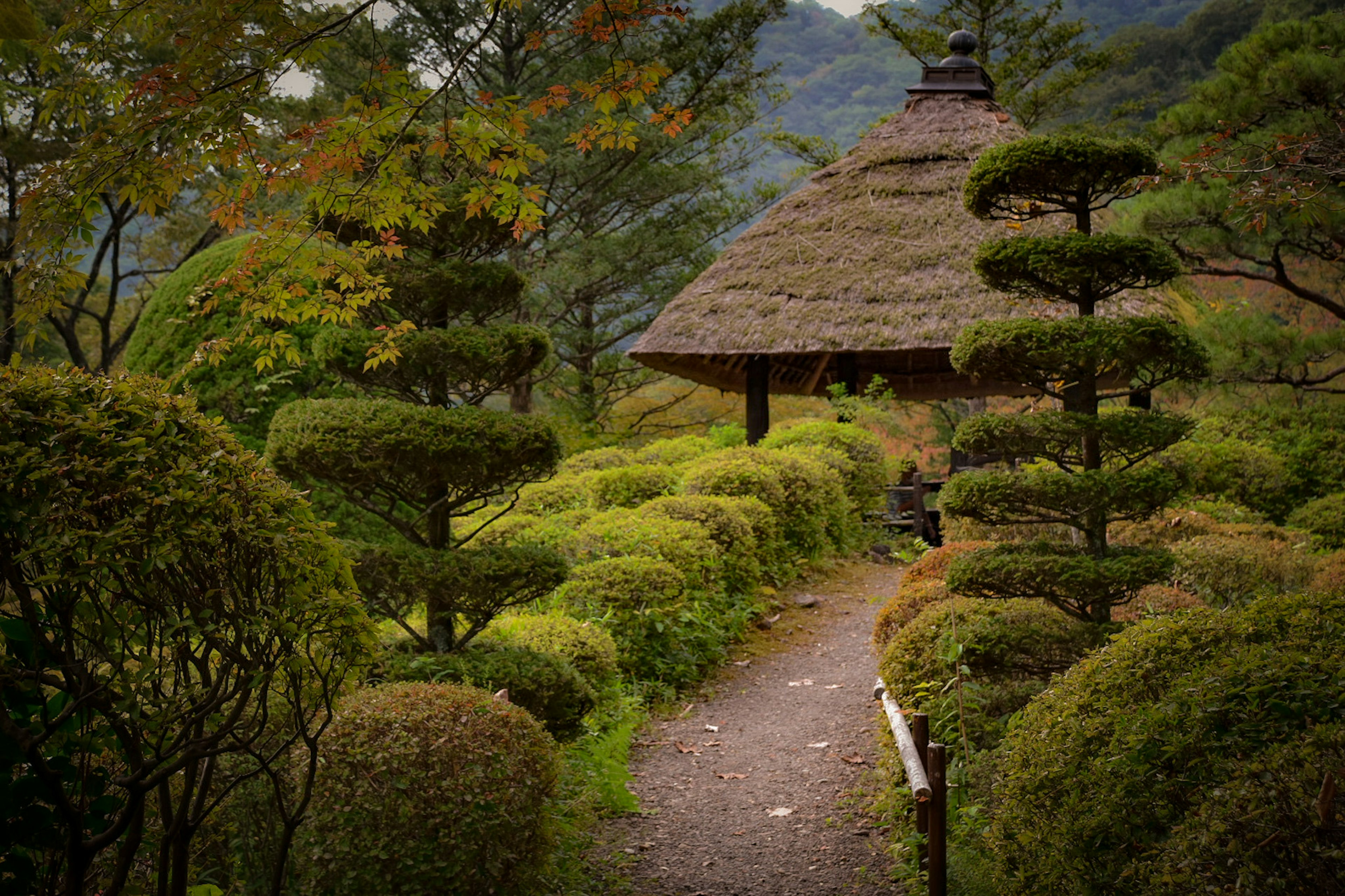 美丽日本庭园的步道与茅草屋顶的亭子