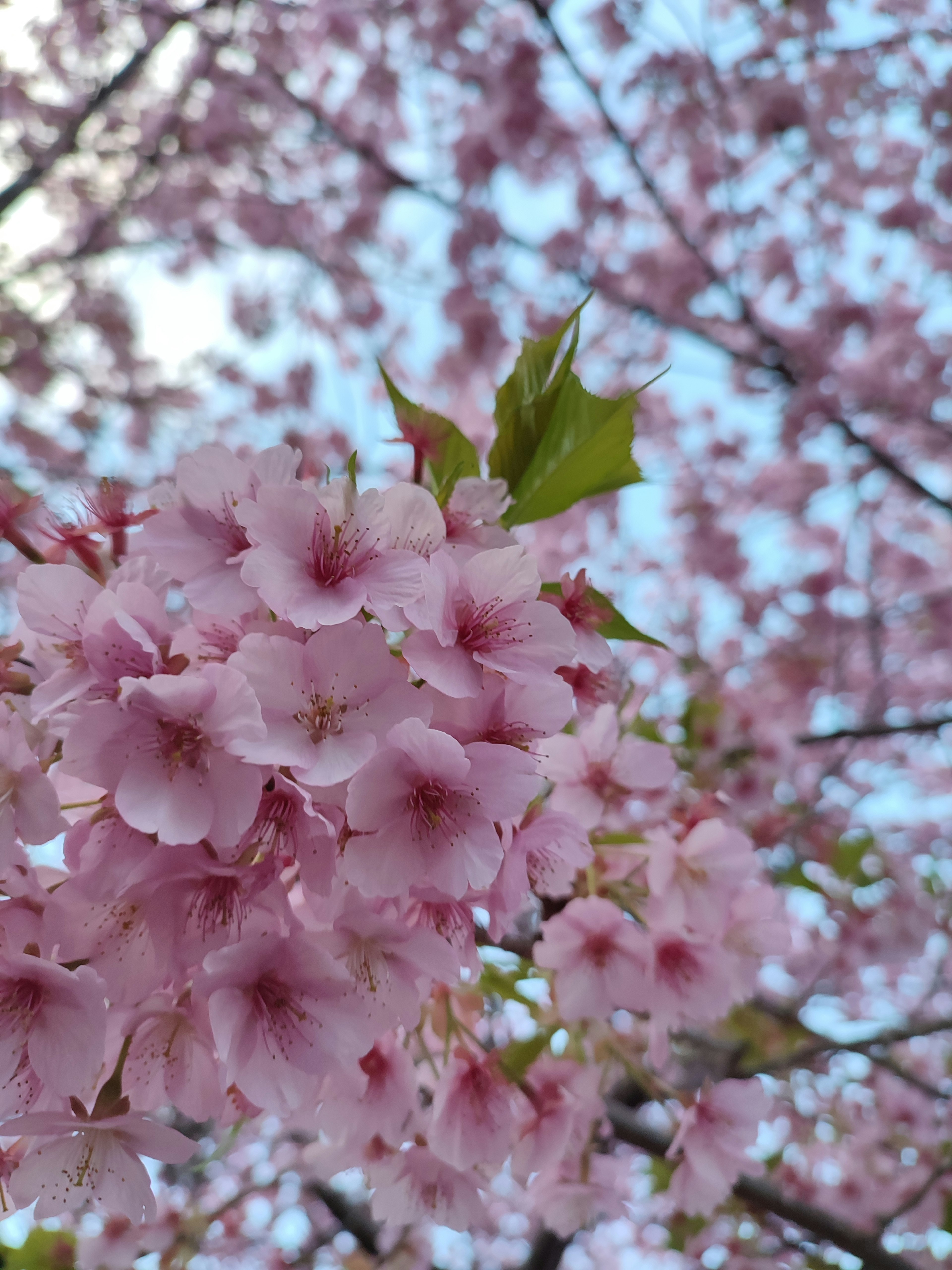 Primo piano di fiori di ciliegio rosa con foglie verdi